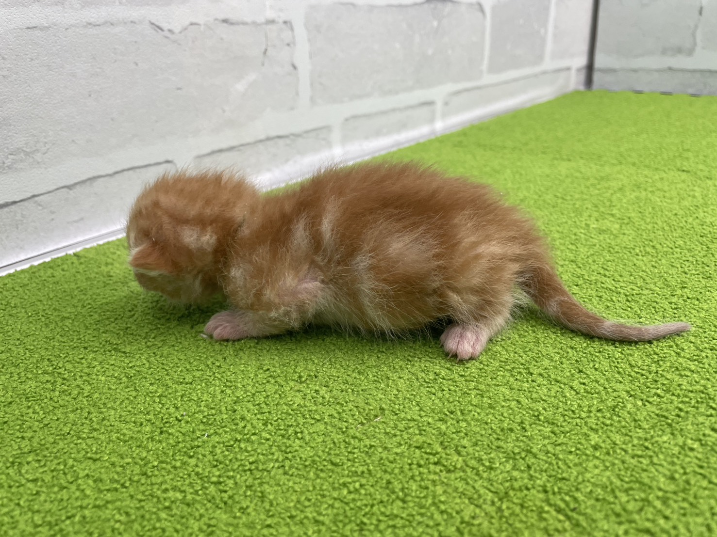 赤ちゃん写真1-2
