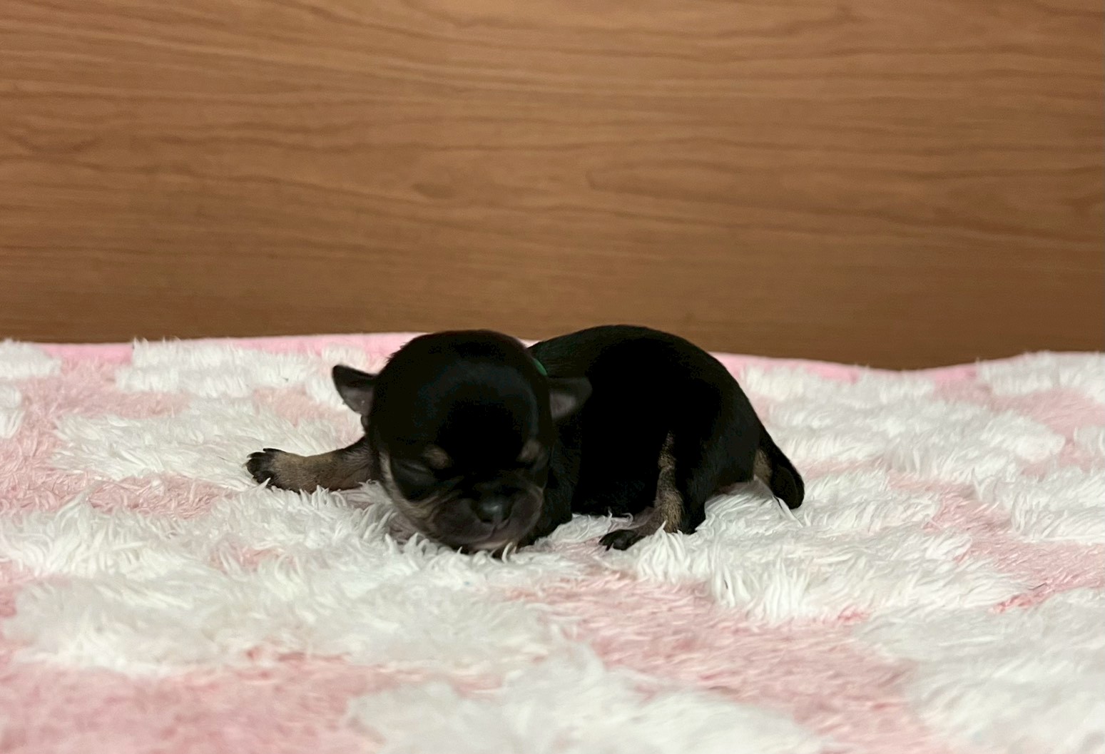 赤ちゃん写真1-1