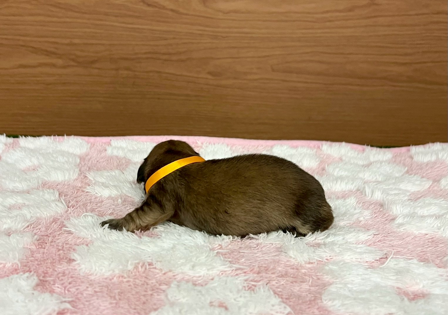 赤ちゃん写真1-2
