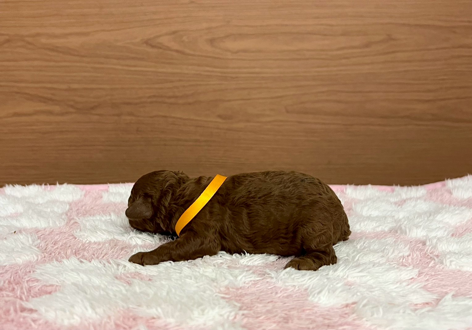 赤ちゃん写真1-2