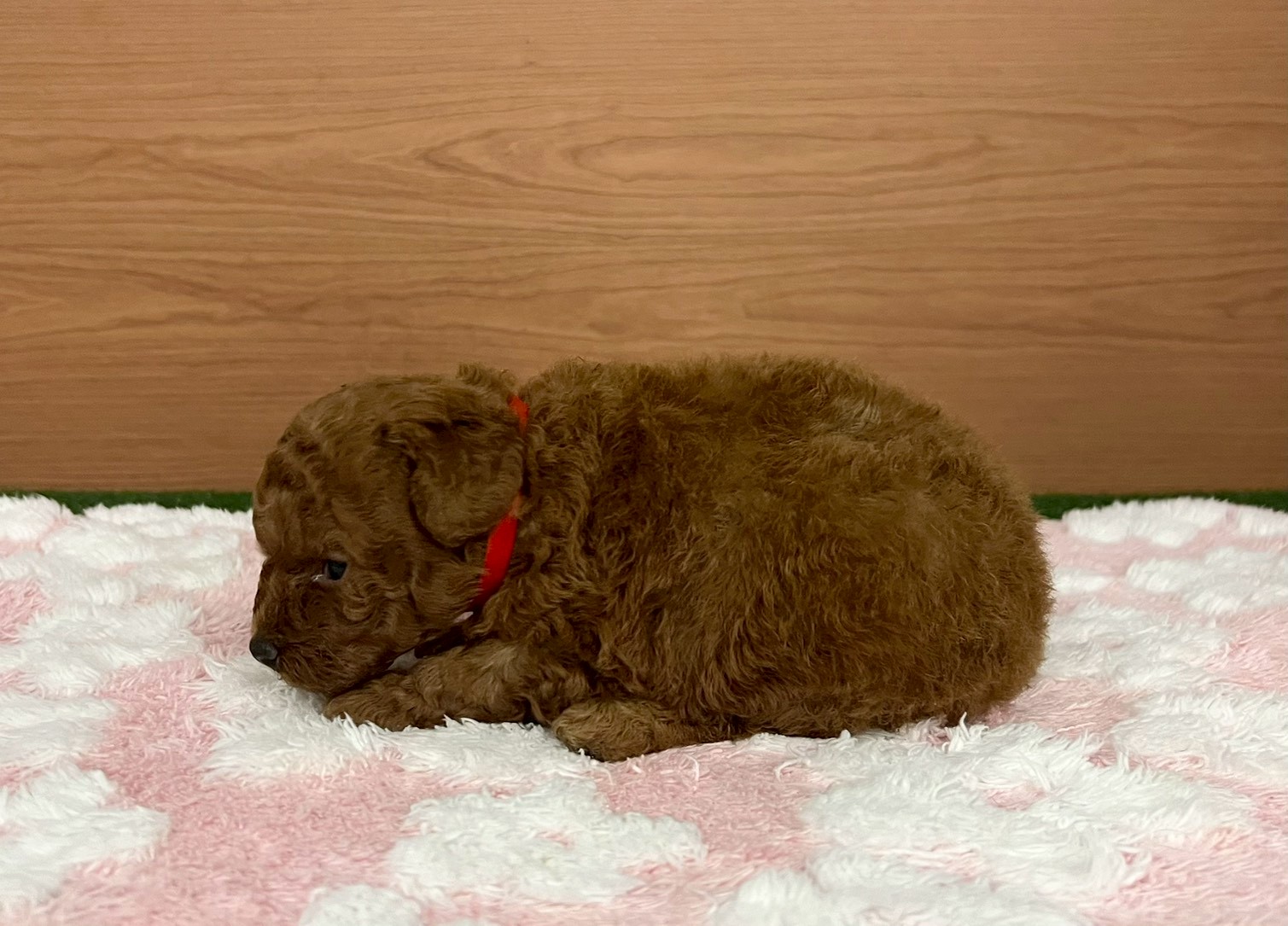 赤ちゃん写真2-2