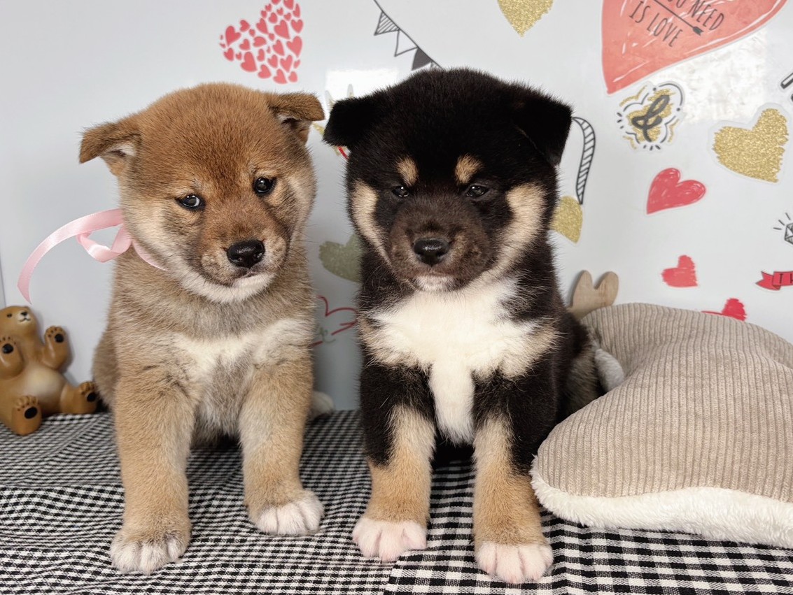 赤ちゃん写真1-3