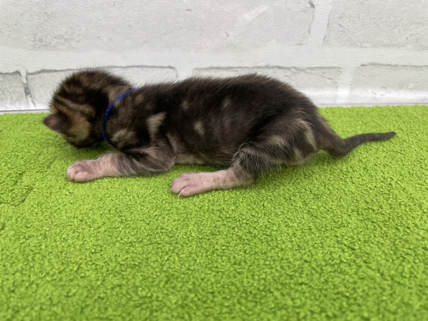 赤ちゃん写真1-2