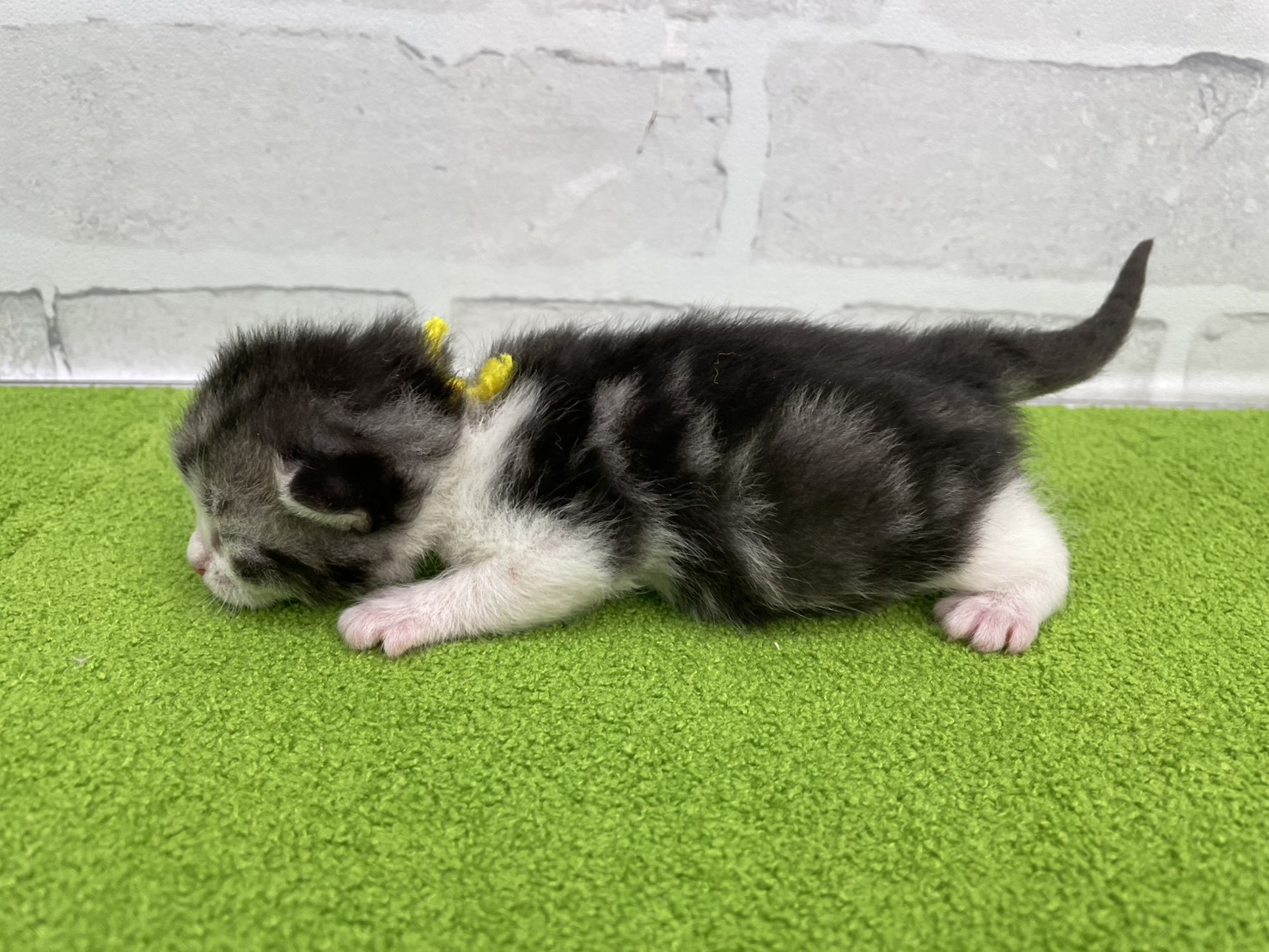 赤ちゃん写真1-2