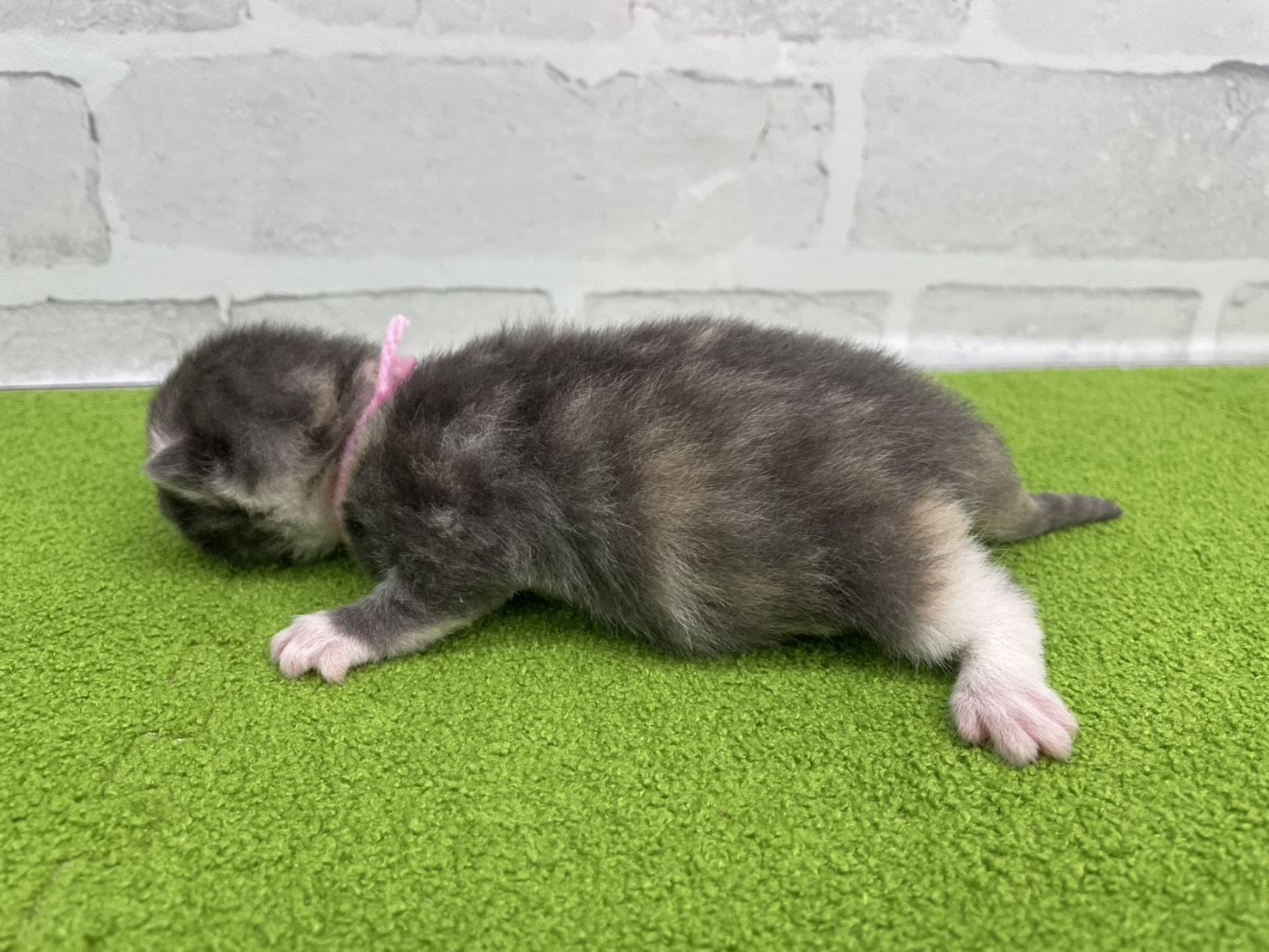 赤ちゃん写真1-2