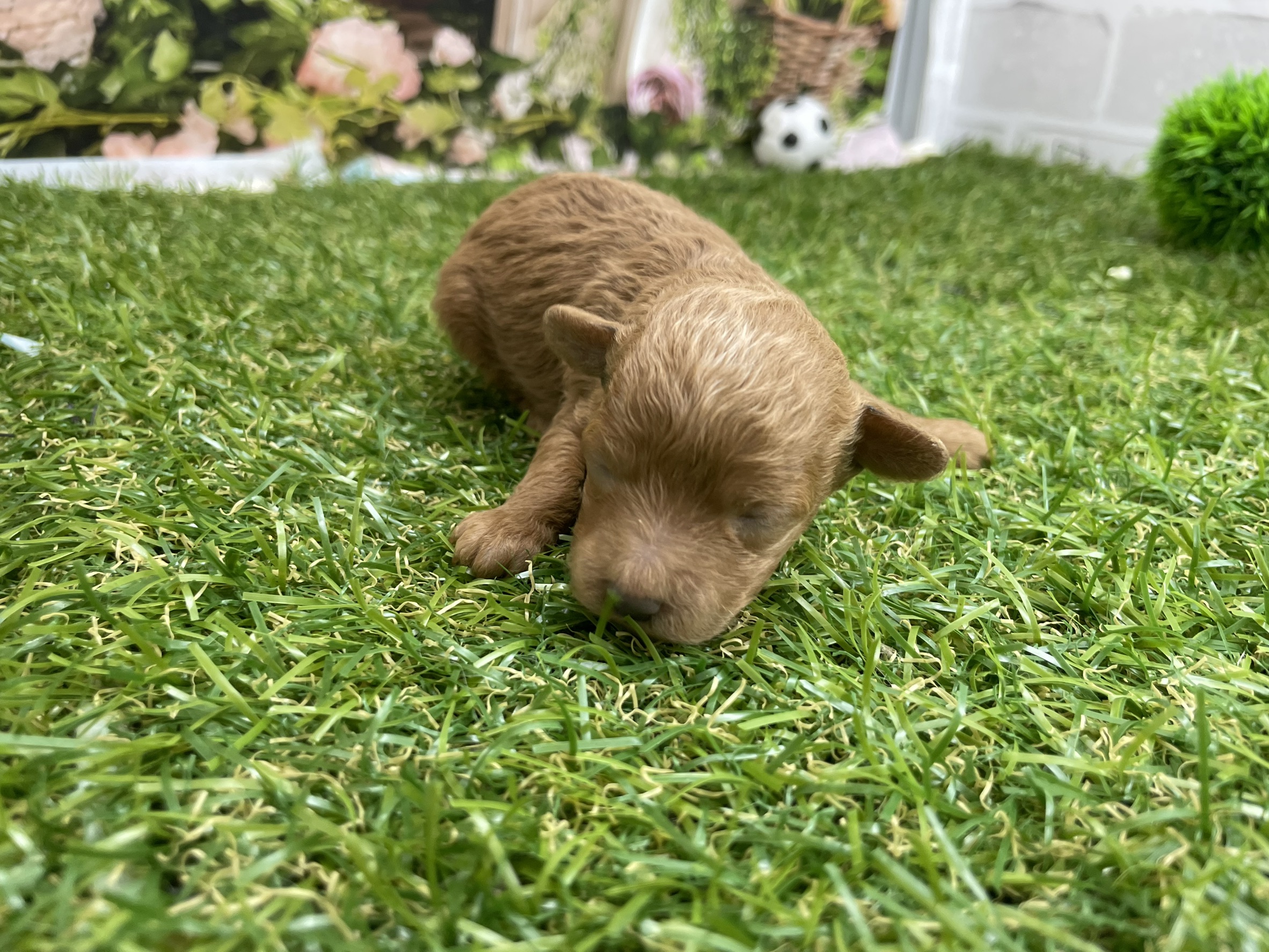 赤ちゃん写真1-1