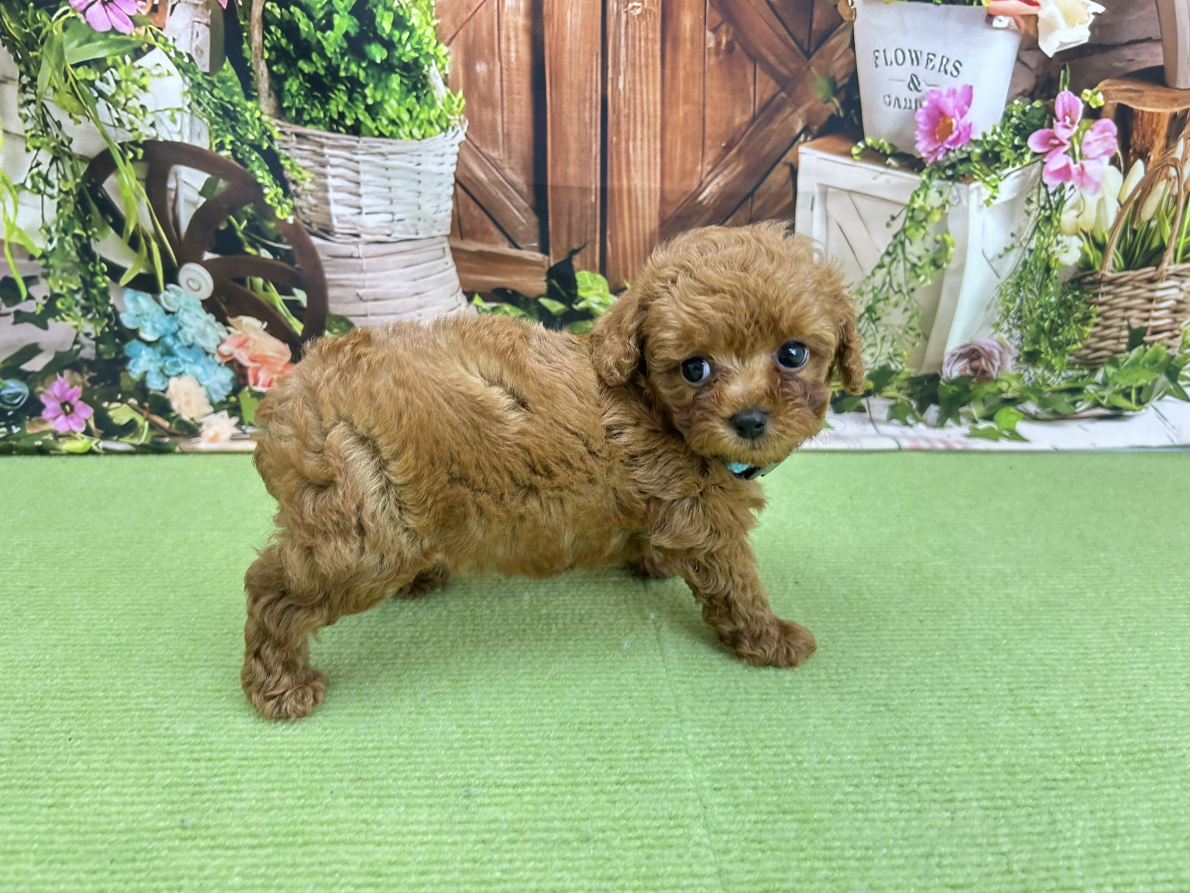 赤ちゃん写真3-2