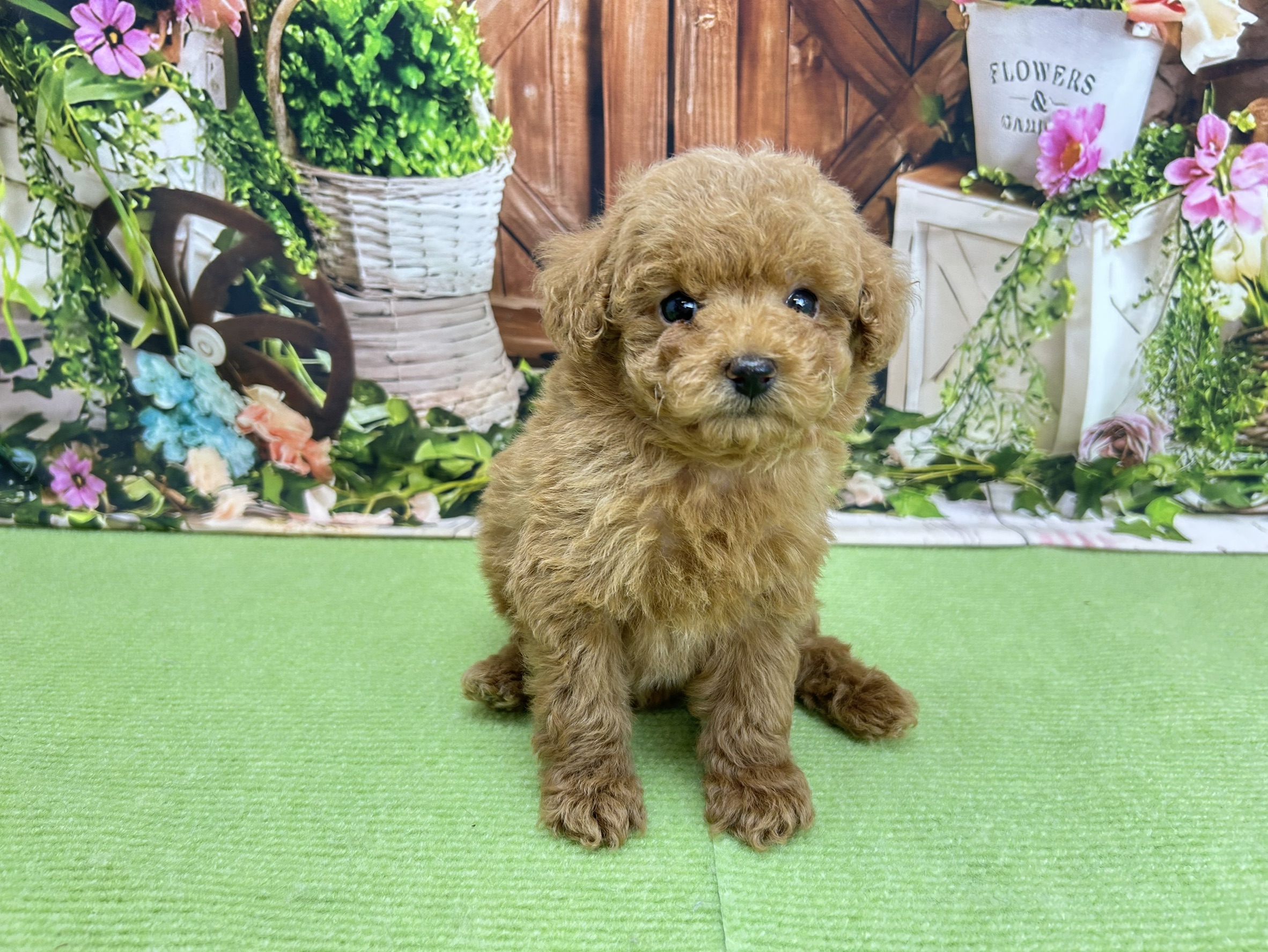 赤ちゃん写真3-1
