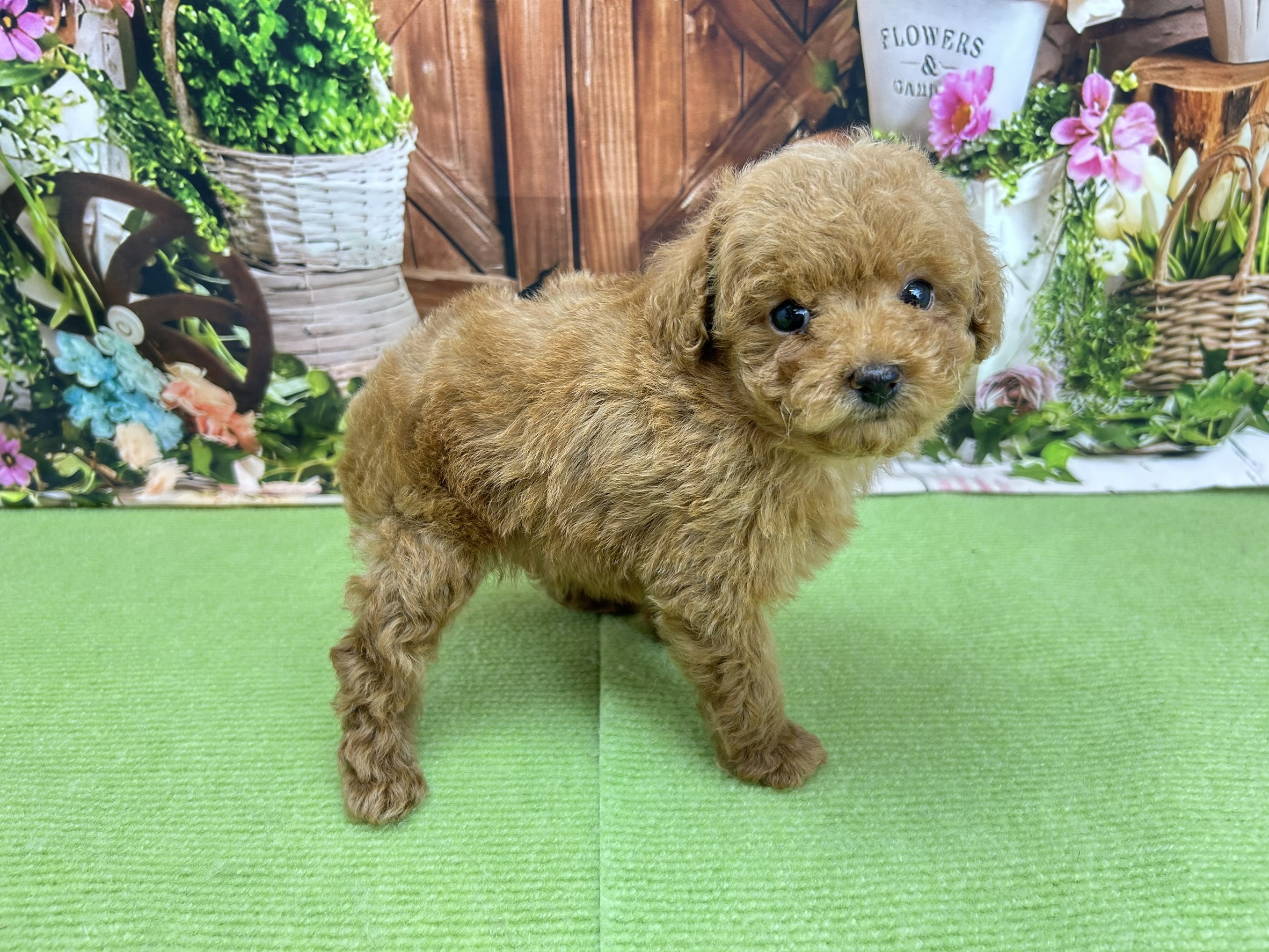 赤ちゃん写真3-2