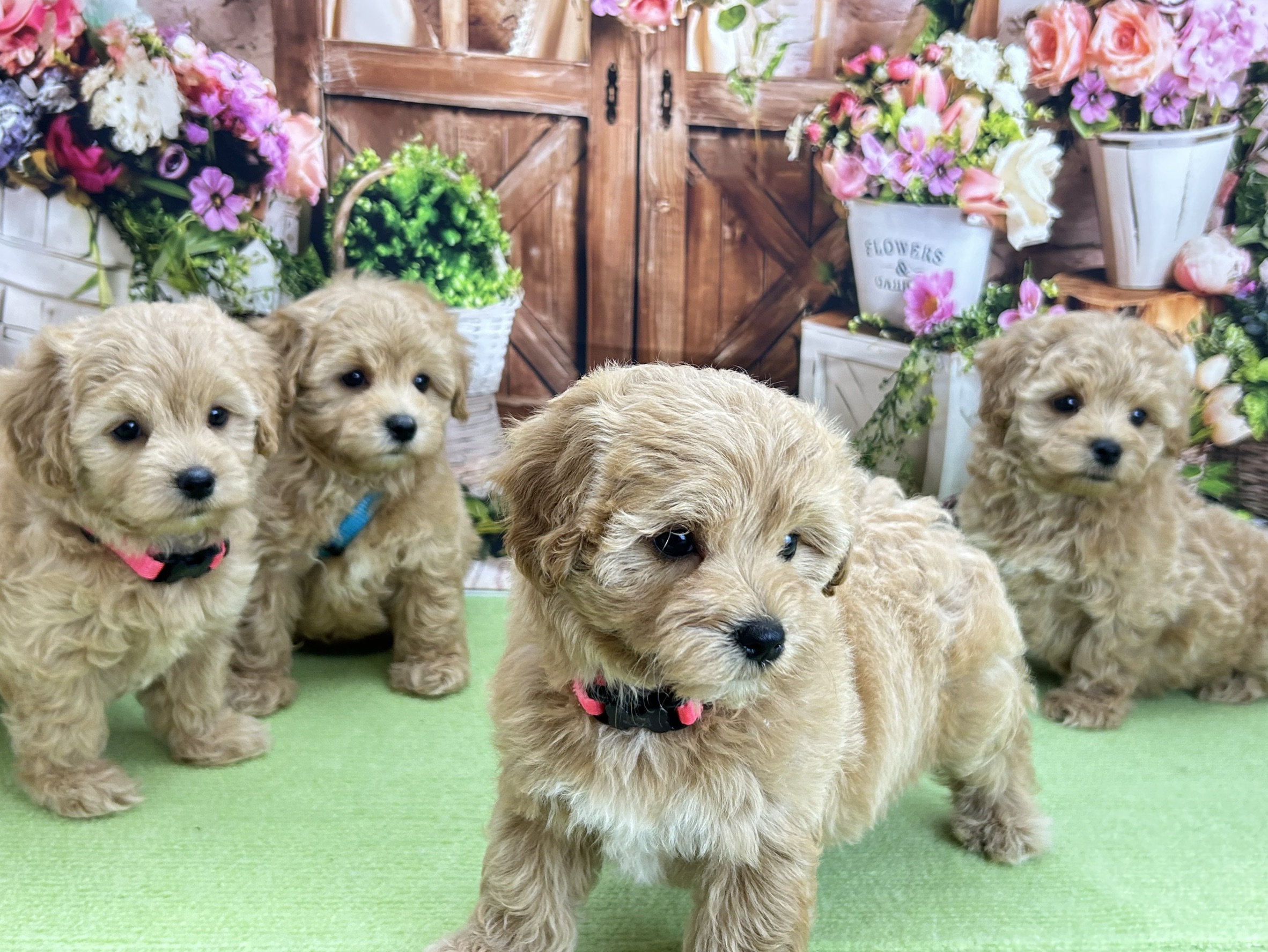 赤ちゃん写真3-3