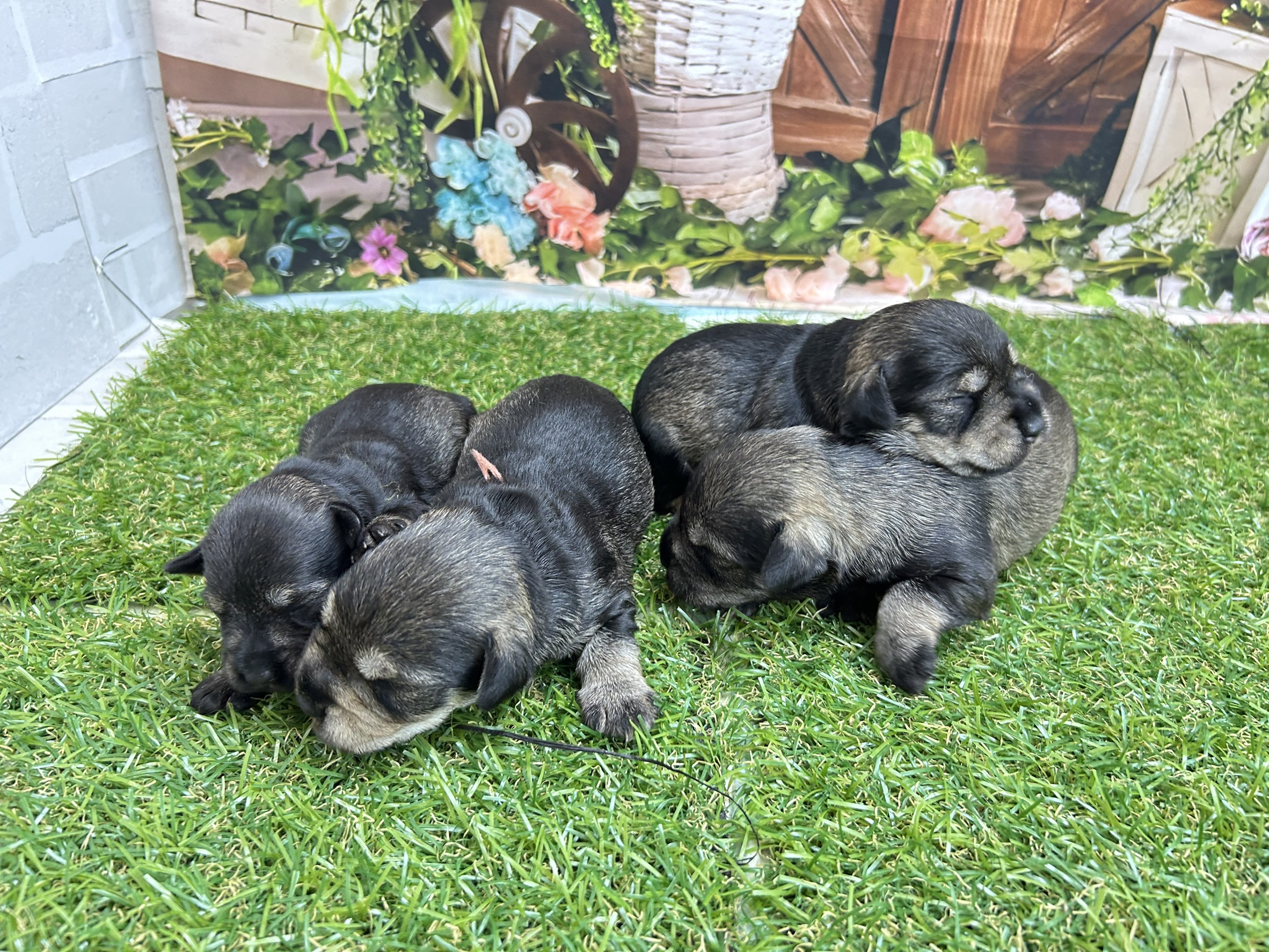赤ちゃん写真1-3