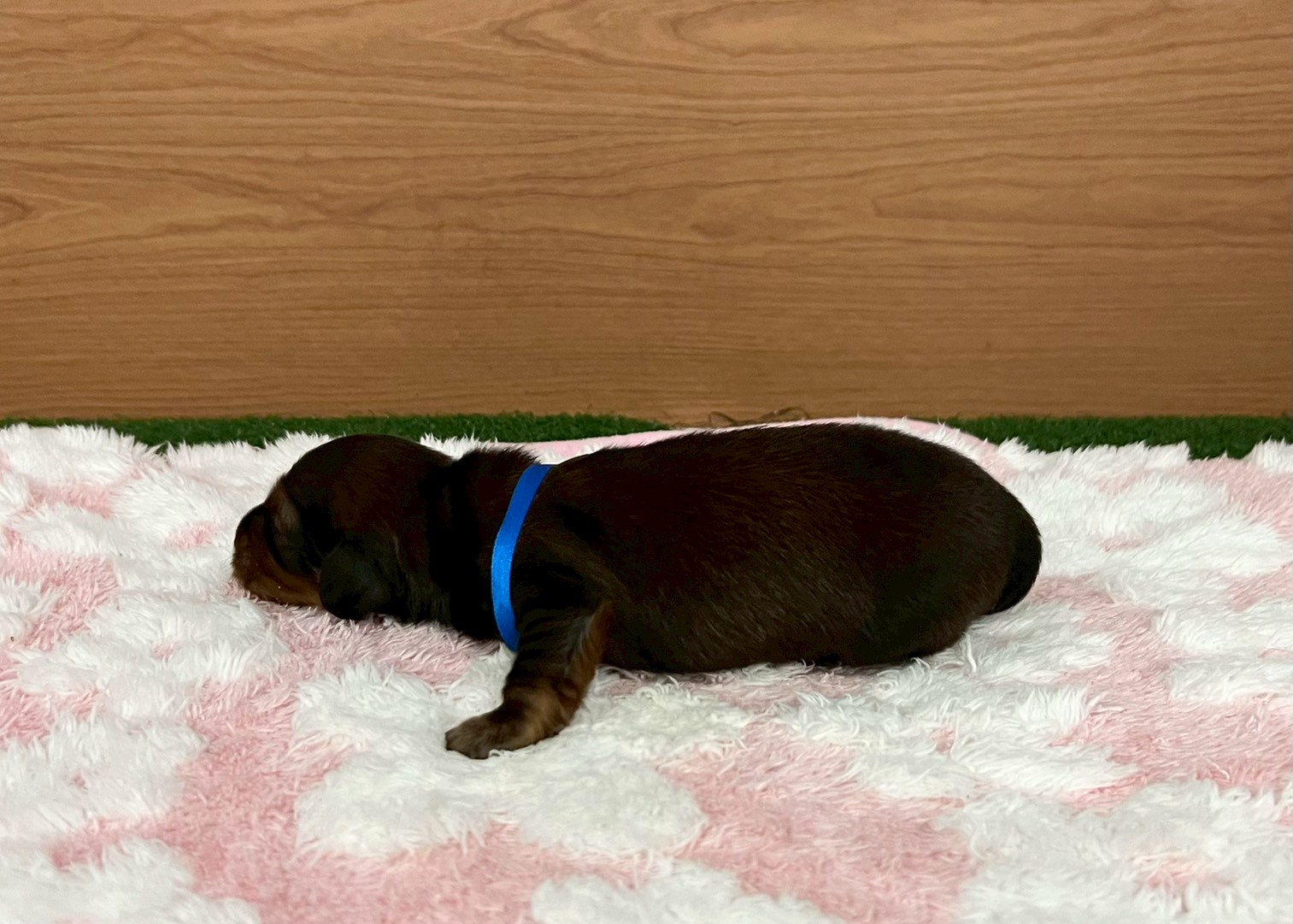 赤ちゃん写真1-2