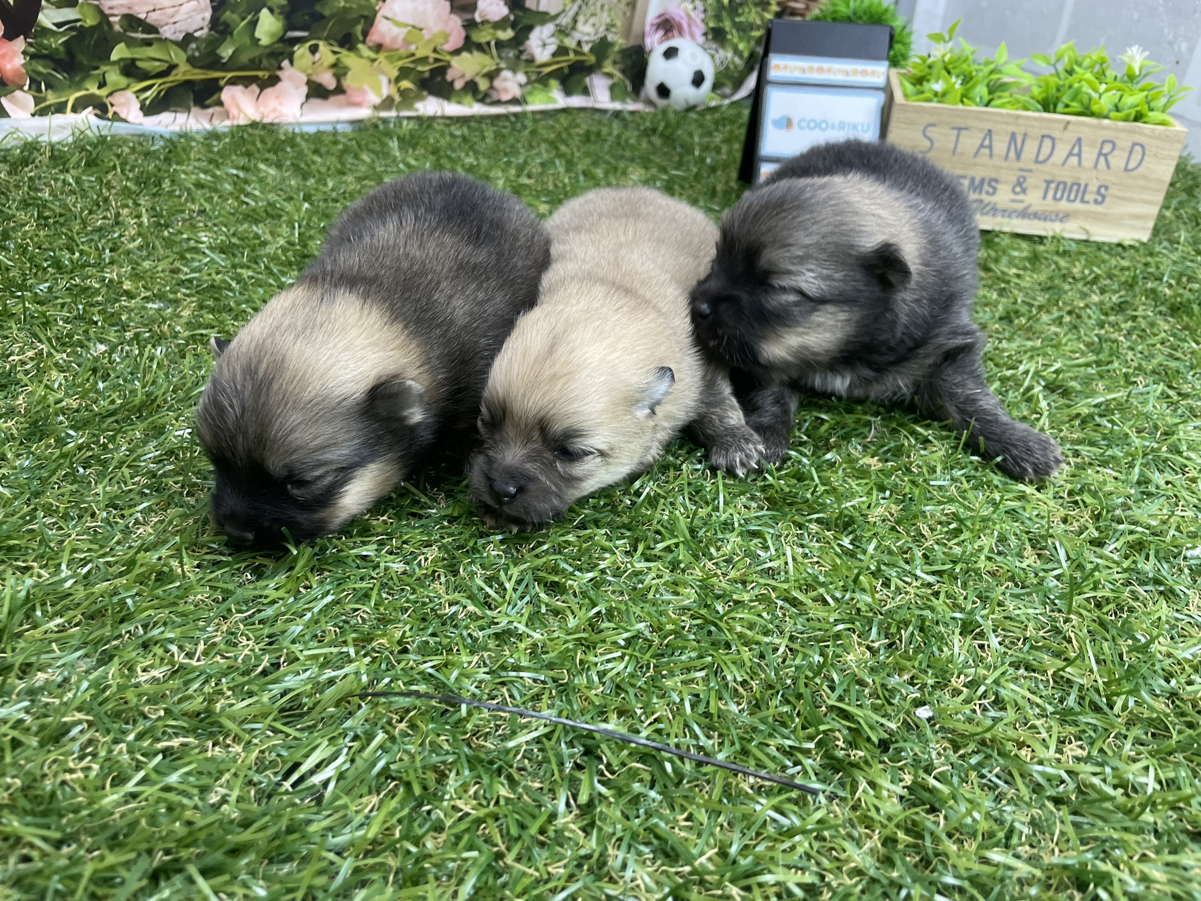 赤ちゃん写真1-3