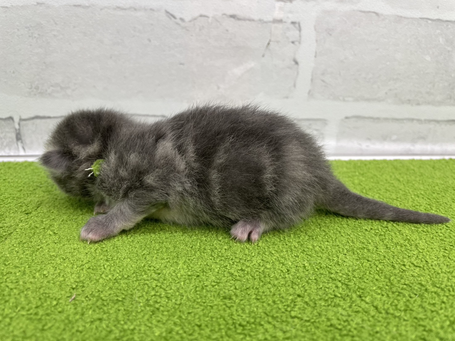 赤ちゃん写真1-2