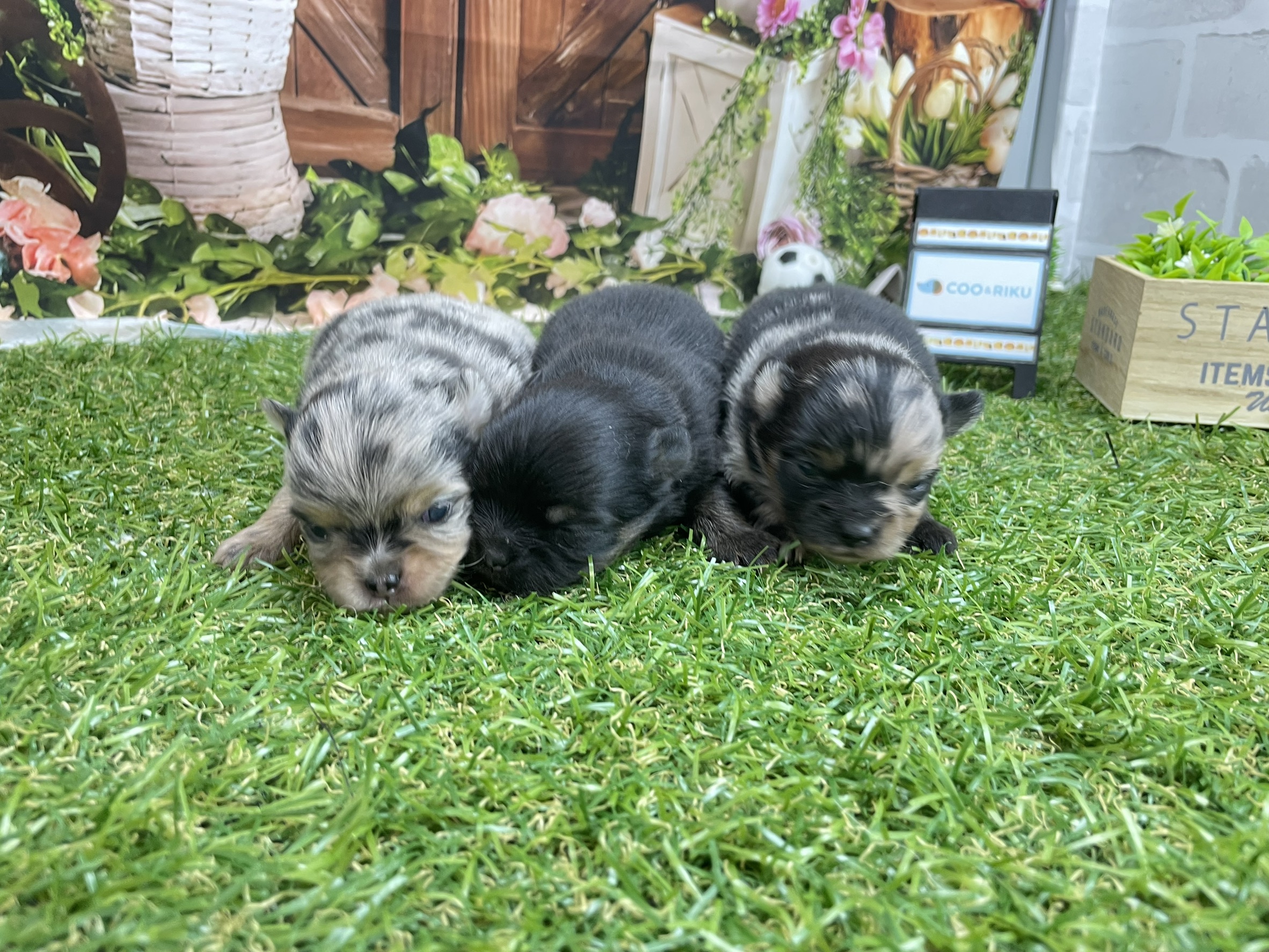 赤ちゃん写真1-3