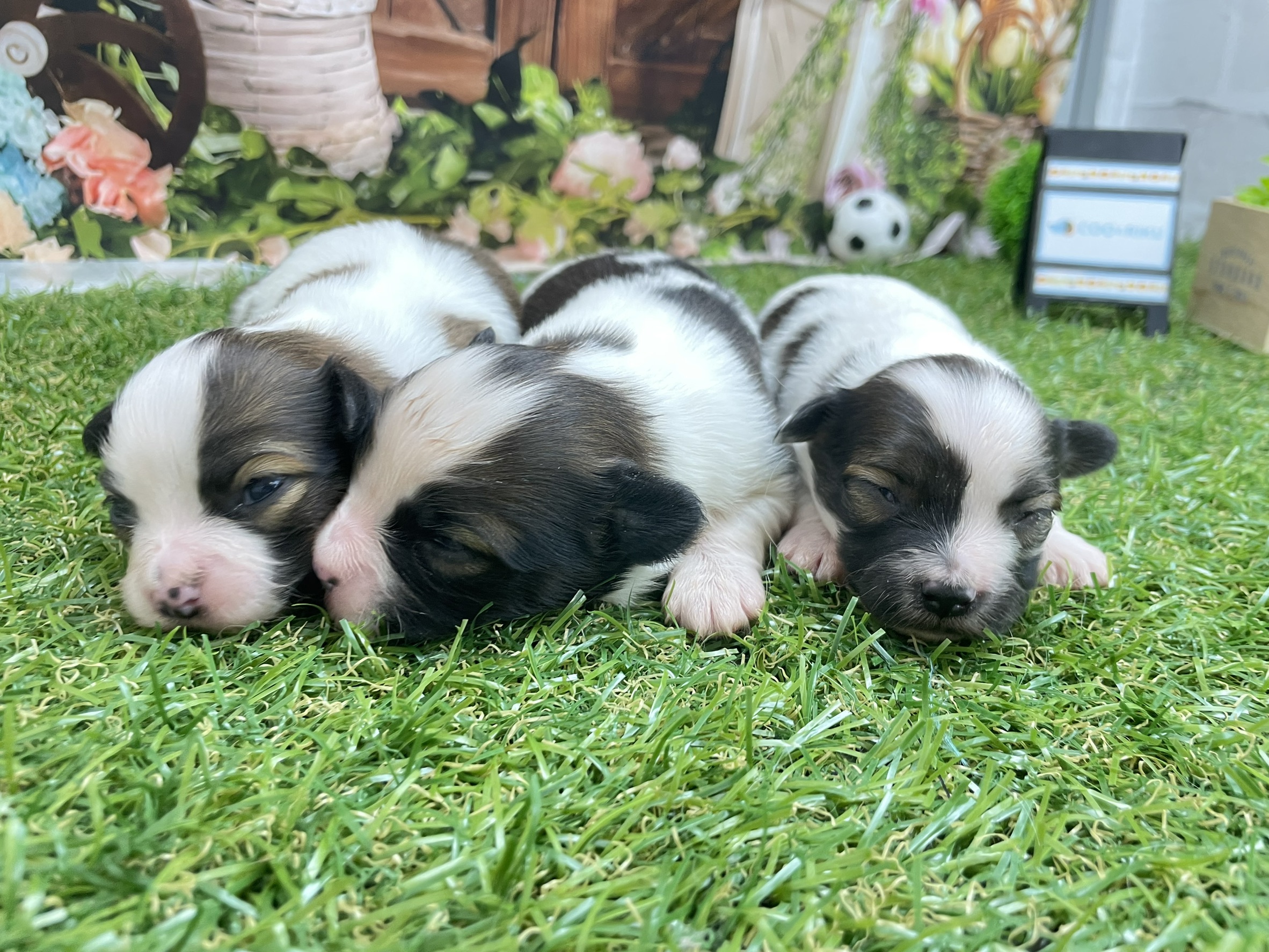 赤ちゃん写真1-3