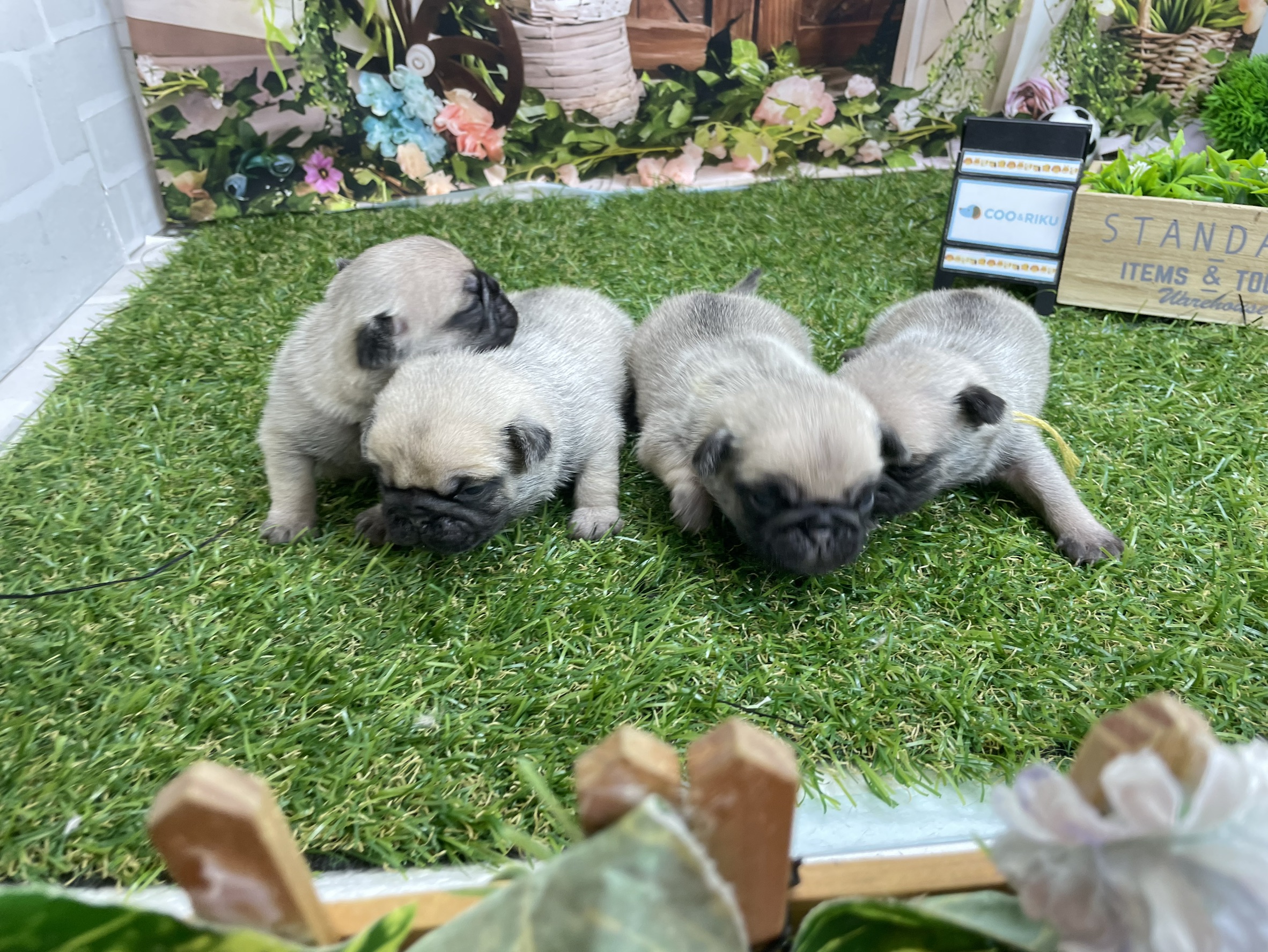 赤ちゃん写真1-3