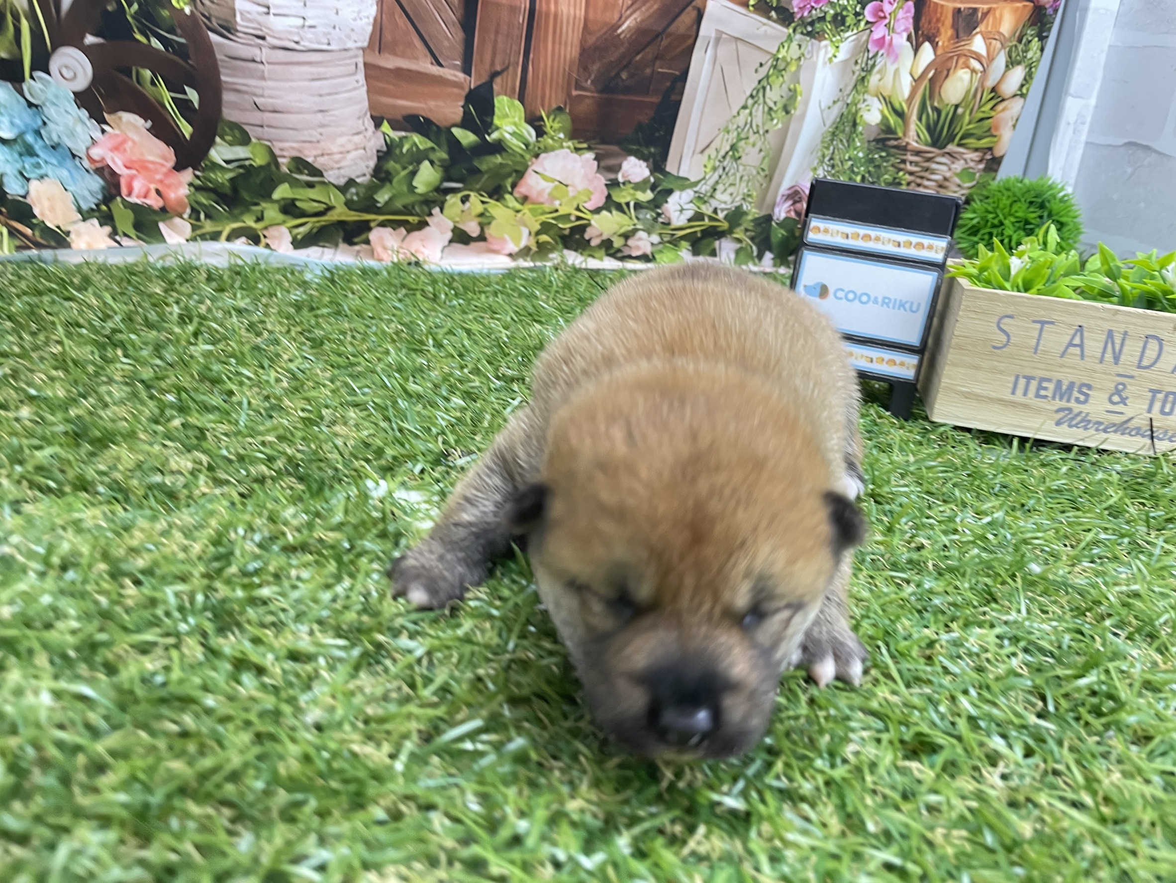 赤ちゃん写真1-1