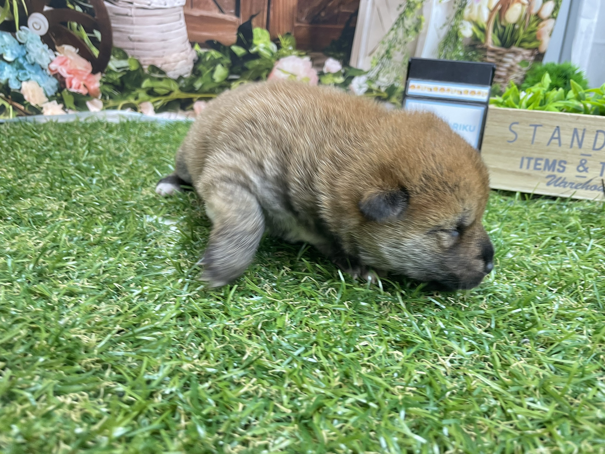 赤ちゃん写真1-2