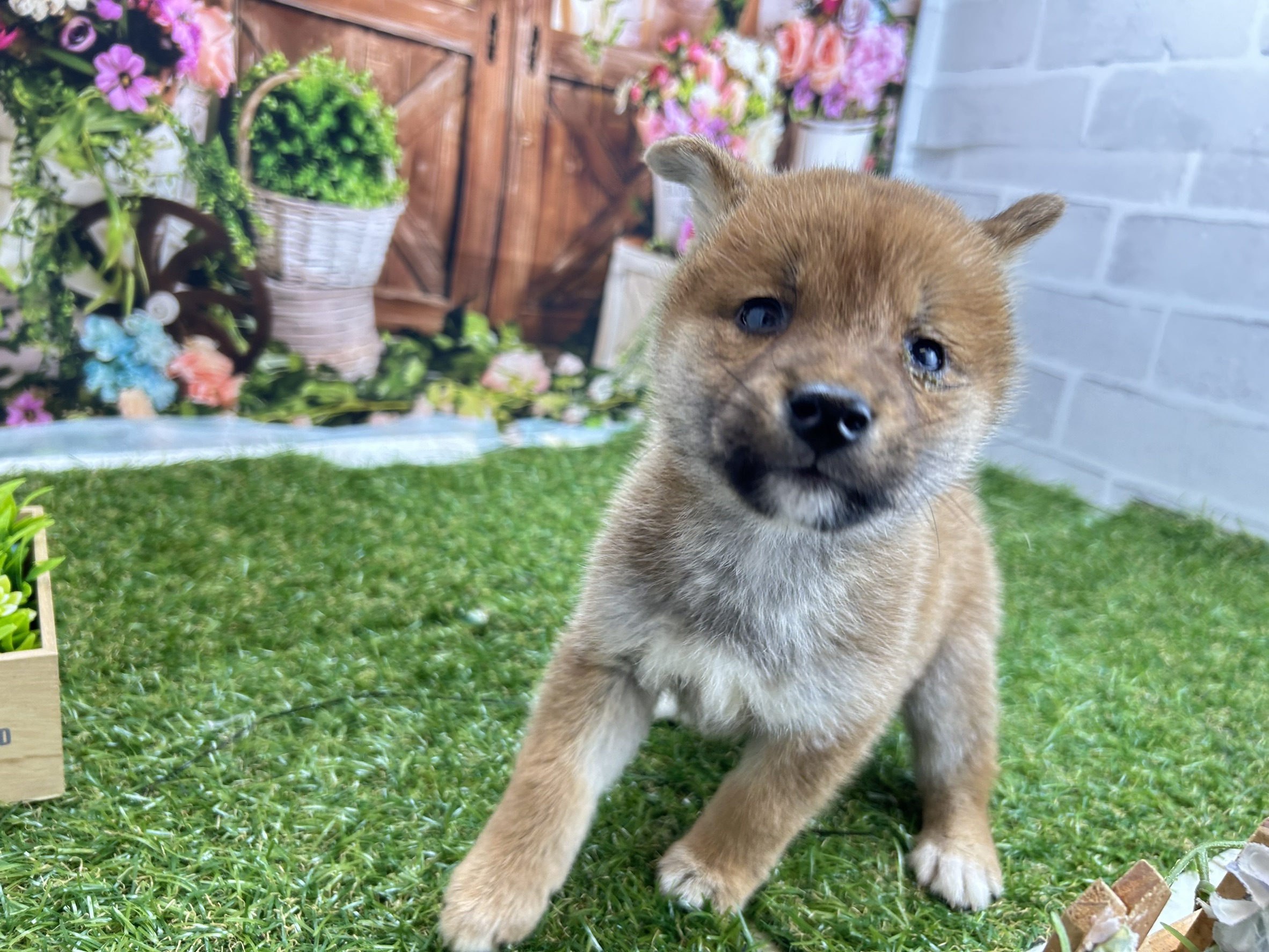 赤ちゃん写真3-1