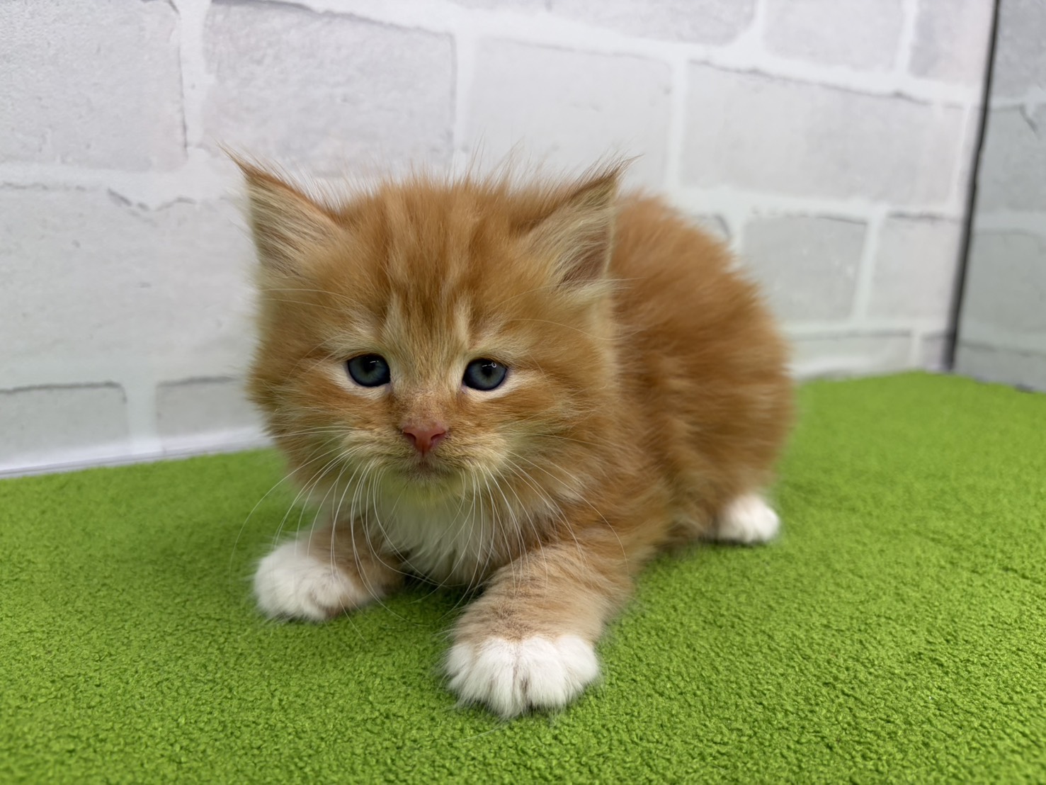 赤ちゃん写真2-1
