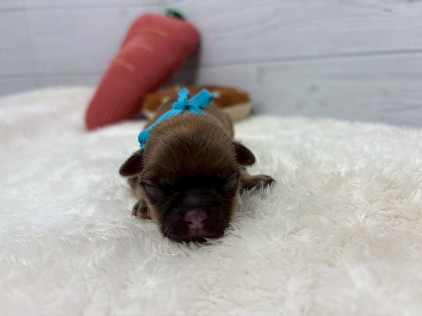 赤ちゃん写真1-1
