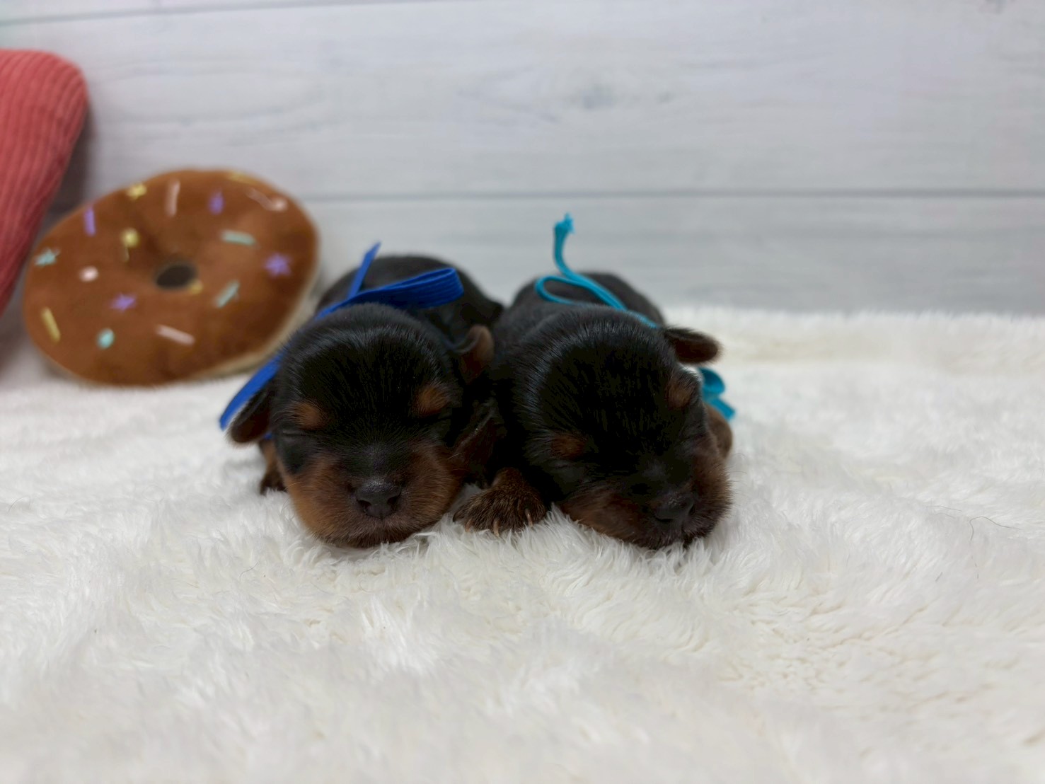 赤ちゃん写真1-3