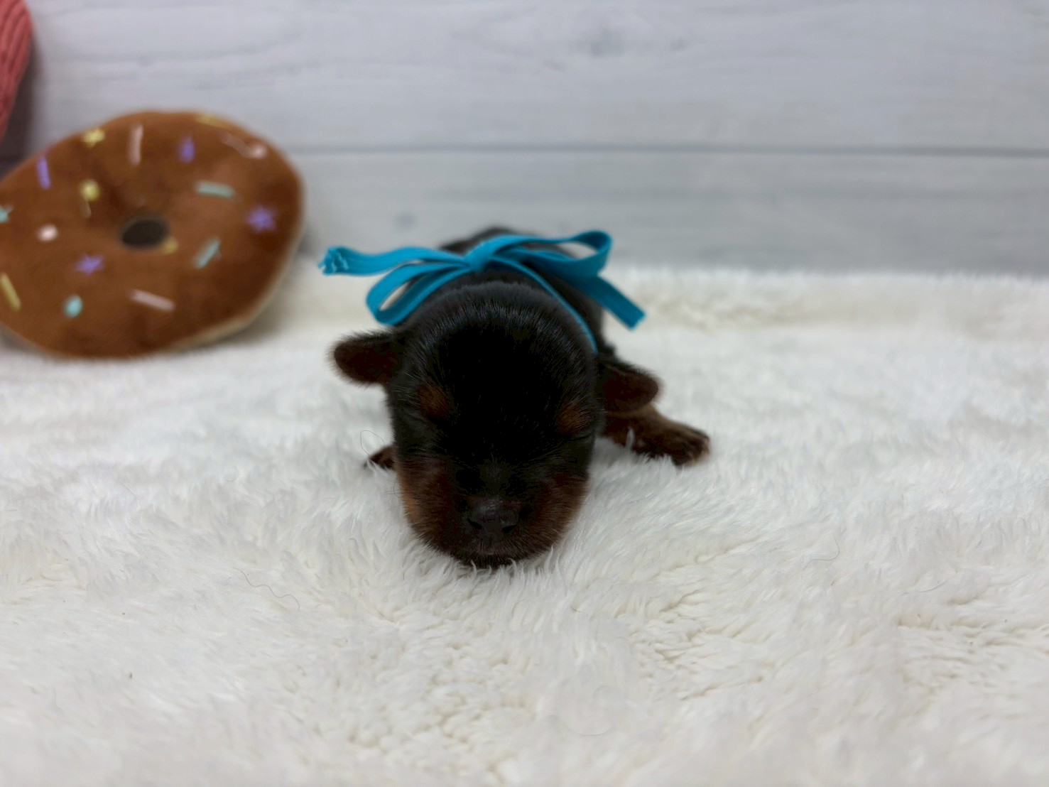 赤ちゃん写真1-2
