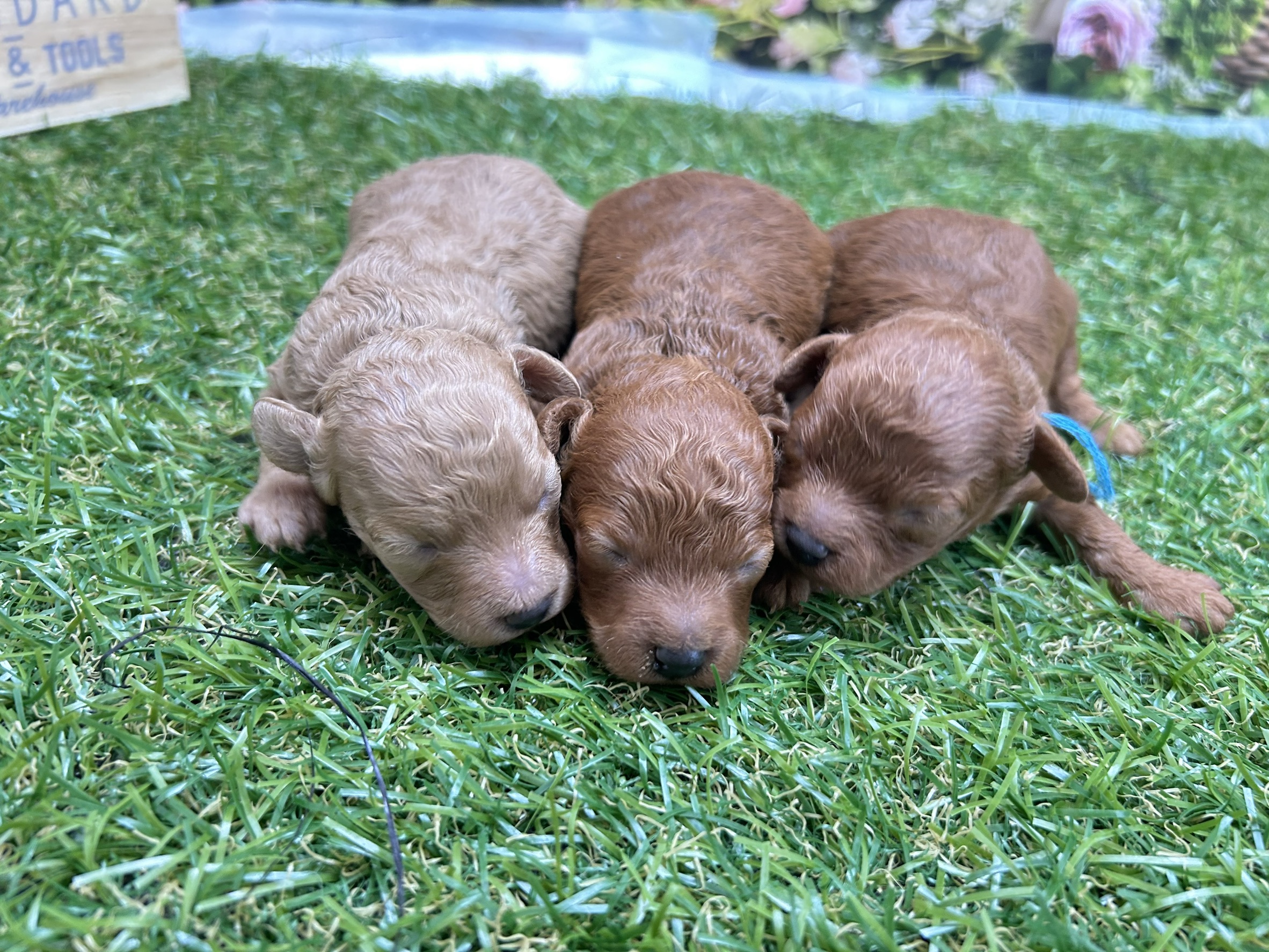 赤ちゃん写真1-3