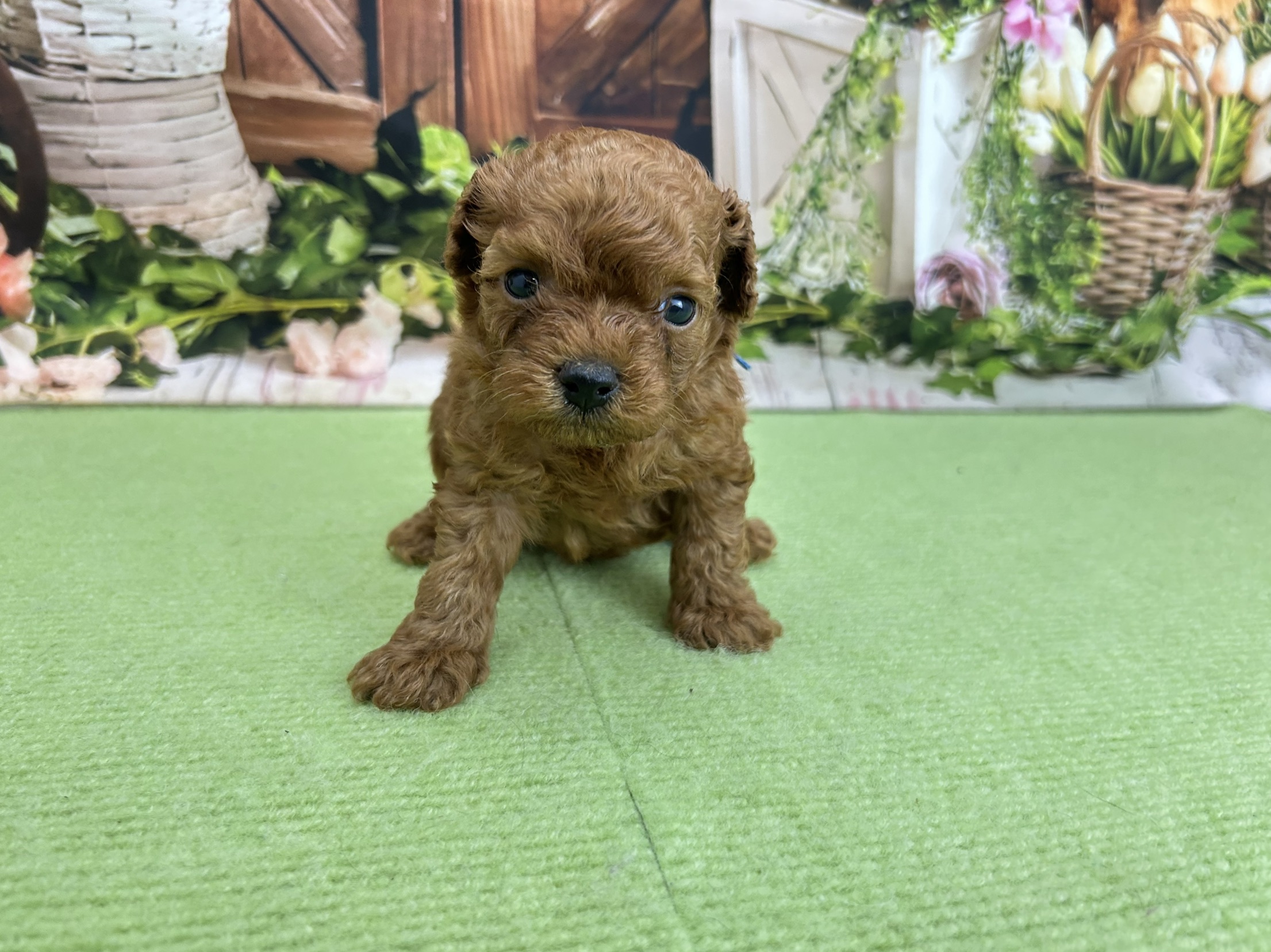 赤ちゃん写真2-1
