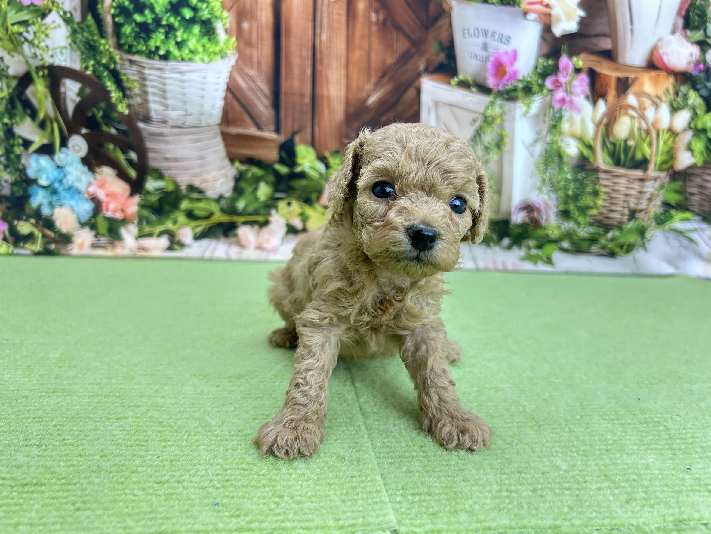 赤ちゃん写真2-1