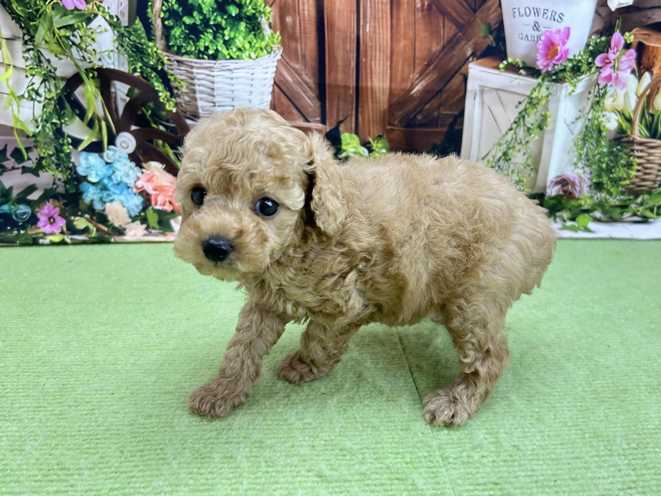 赤ちゃん写真3-2