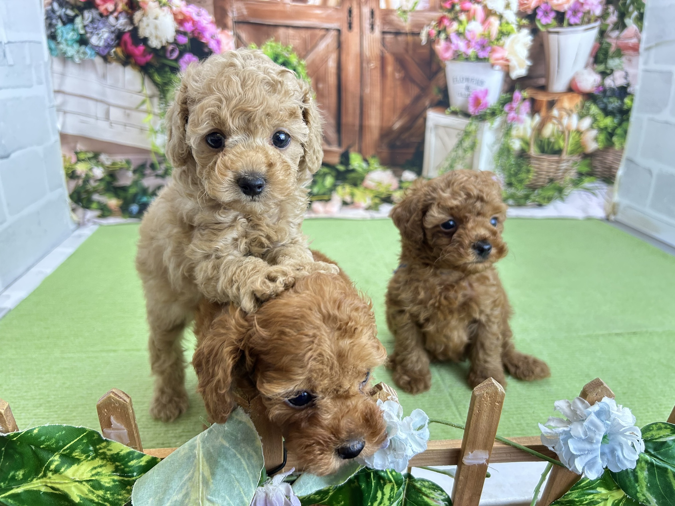 赤ちゃん写真3-3