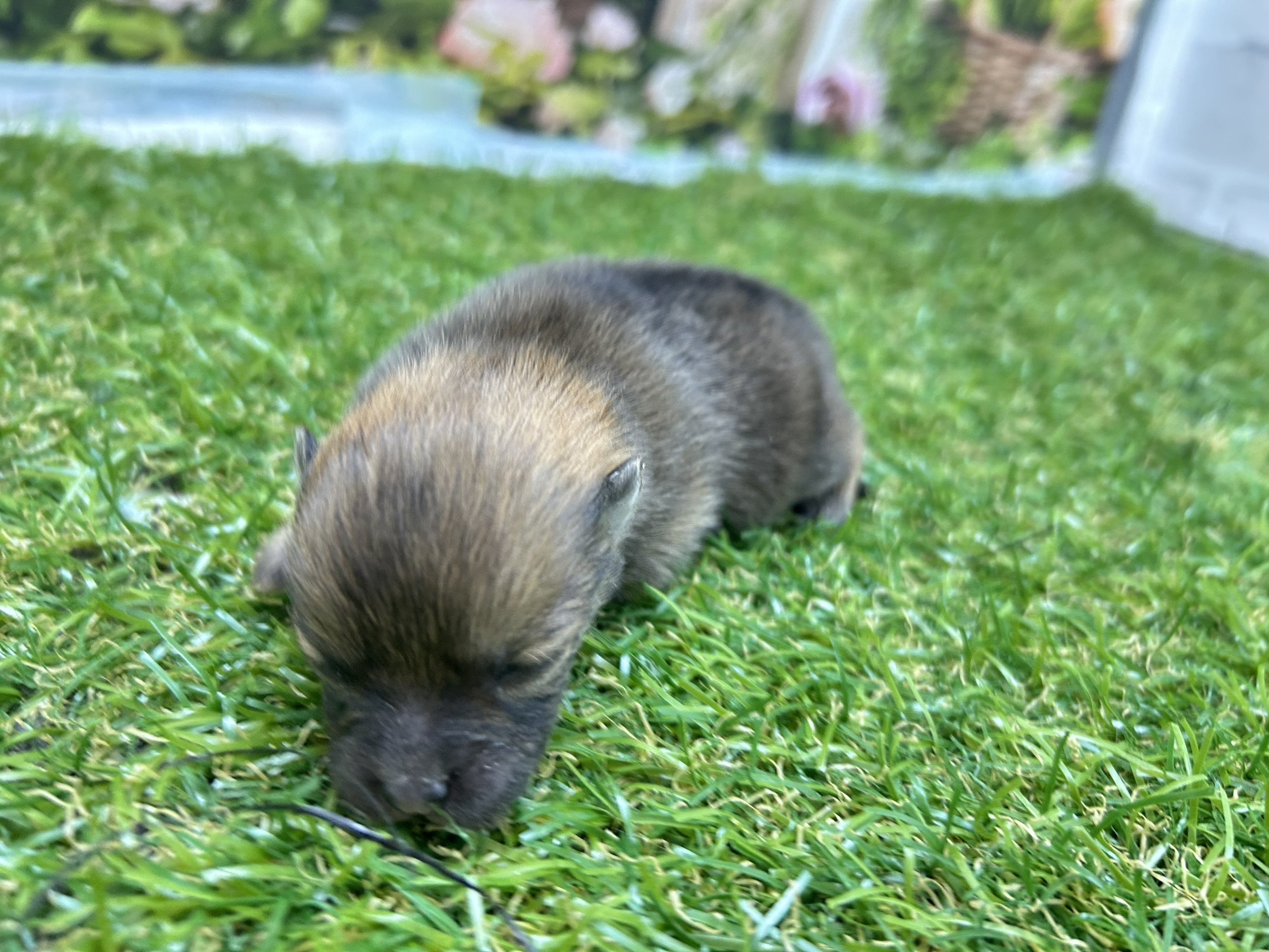 赤ちゃん写真1-2