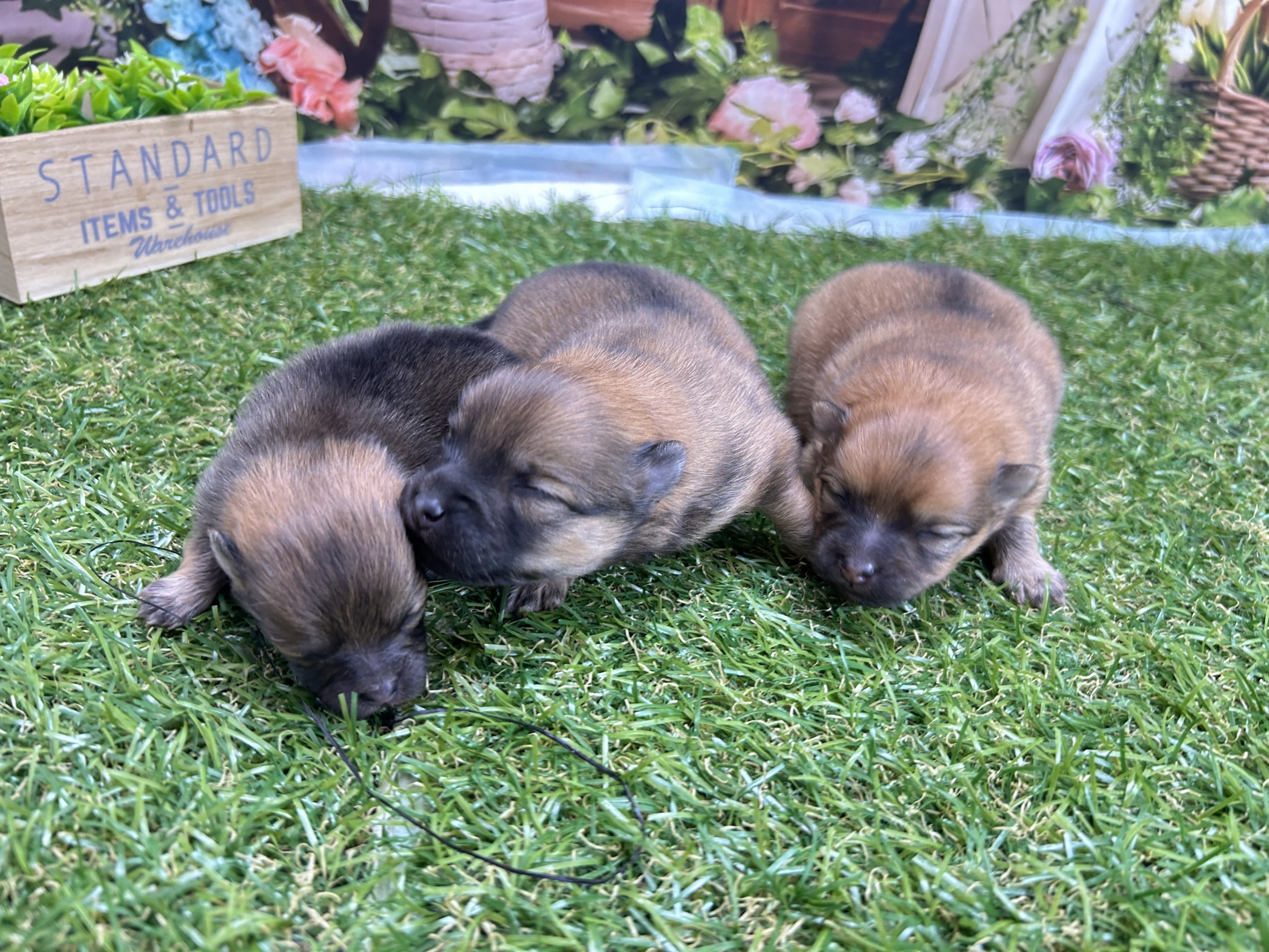 赤ちゃん写真1-3