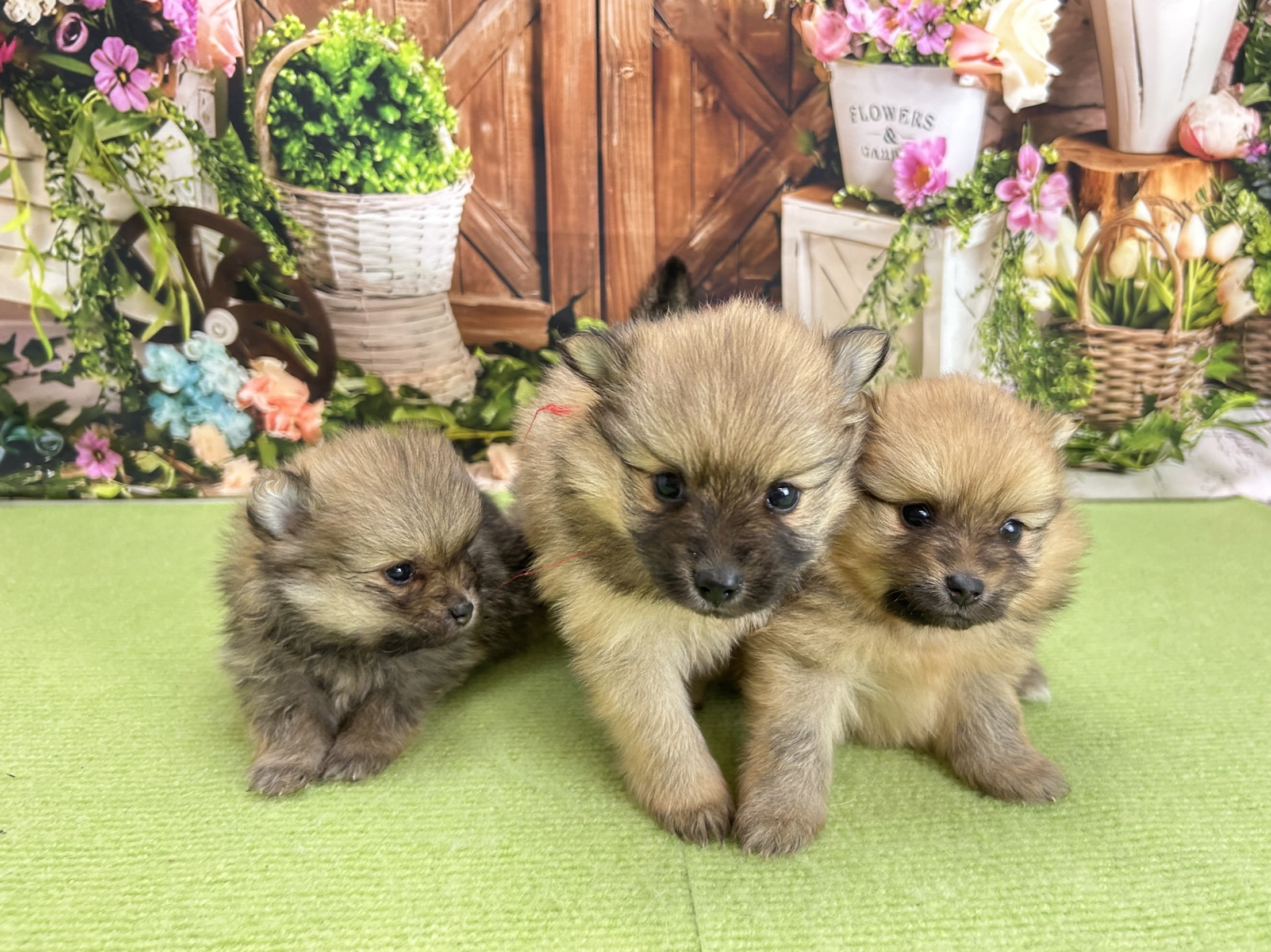 赤ちゃん写真2-3