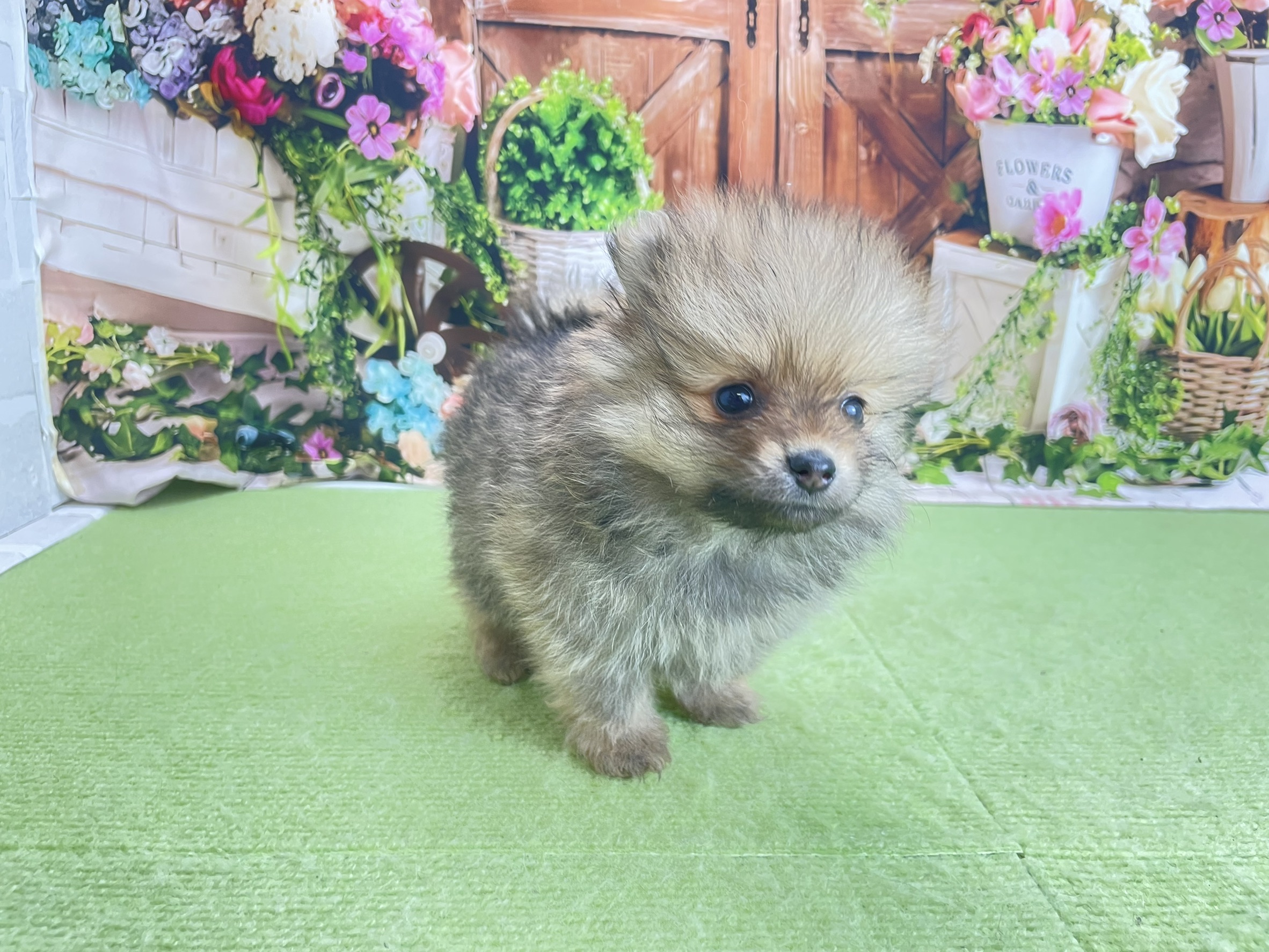 赤ちゃん写真3-2