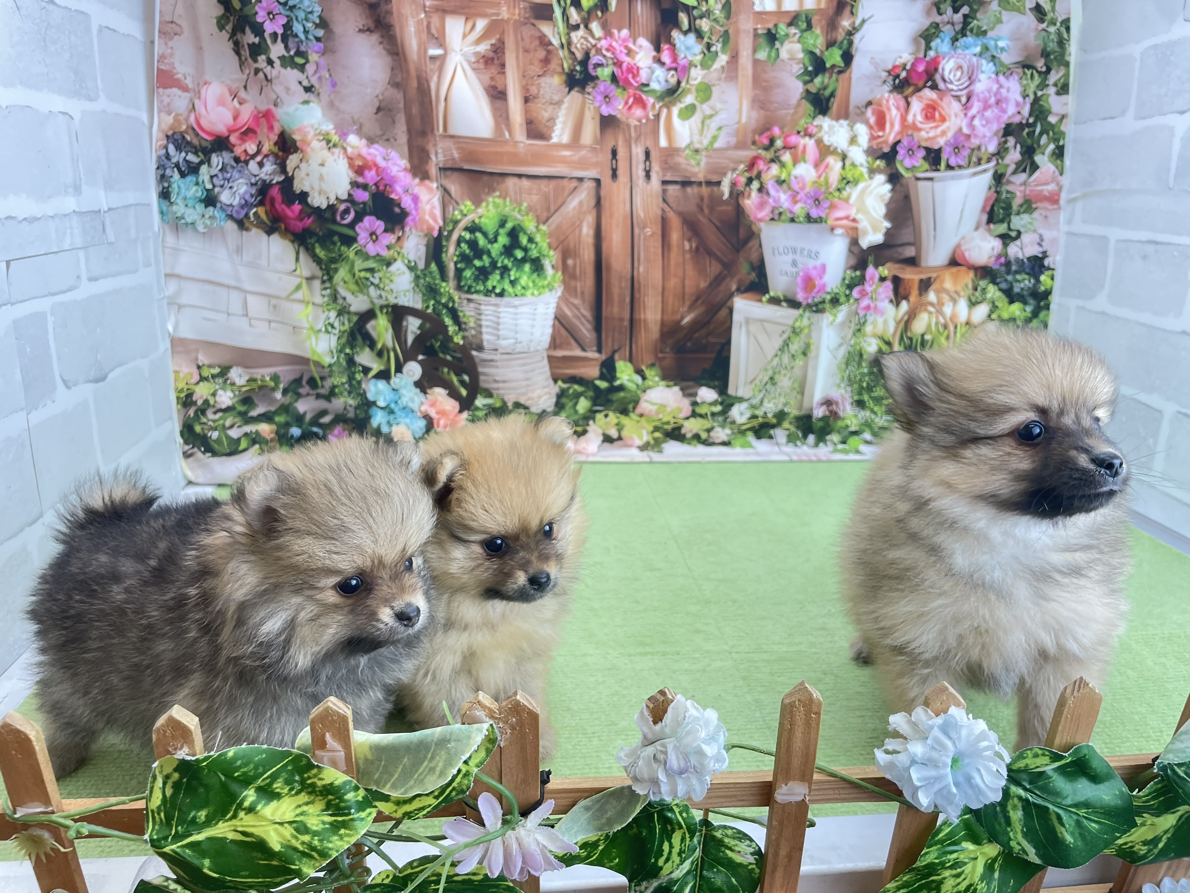 赤ちゃん写真3-3