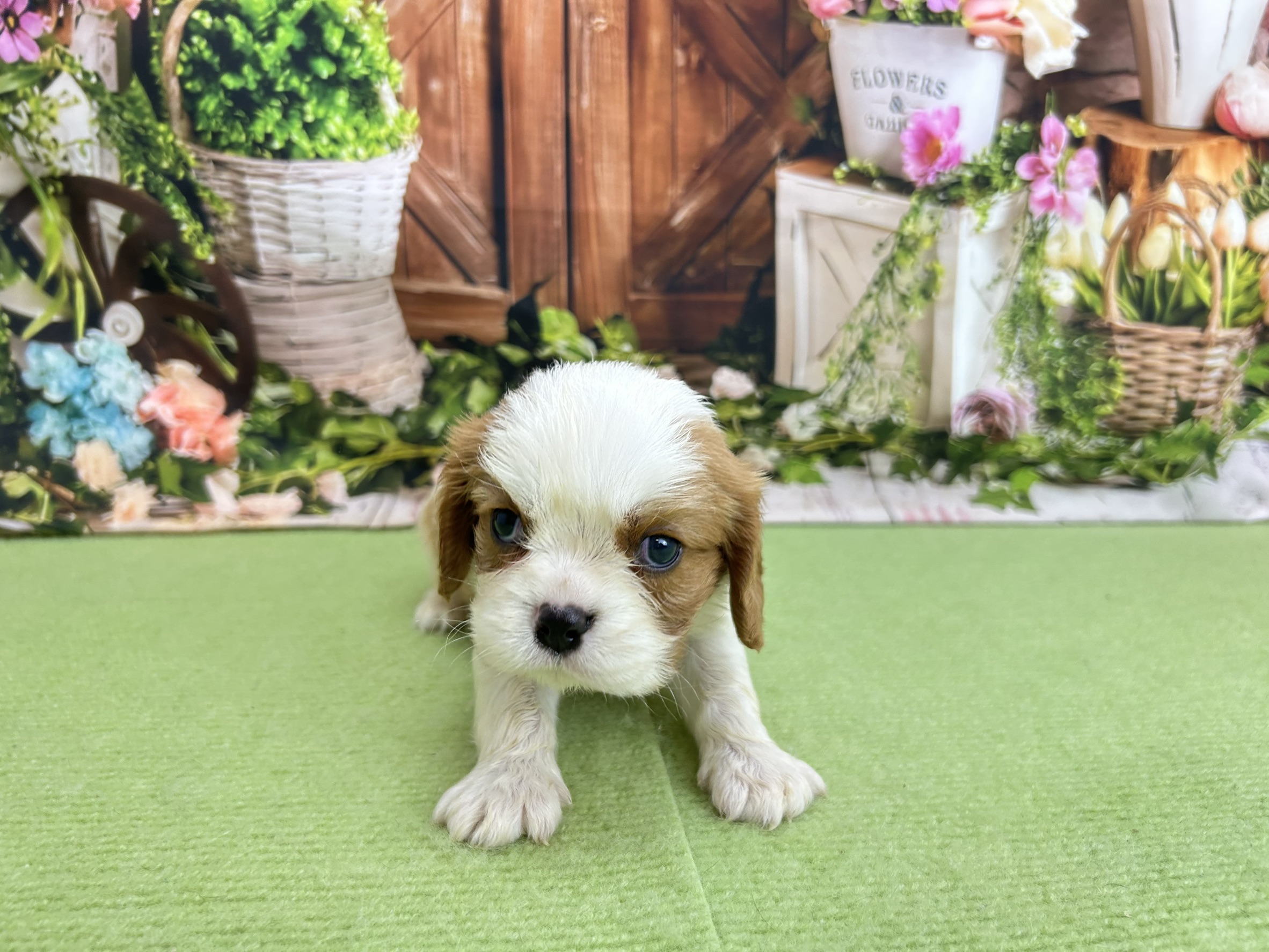 赤ちゃん写真2-1