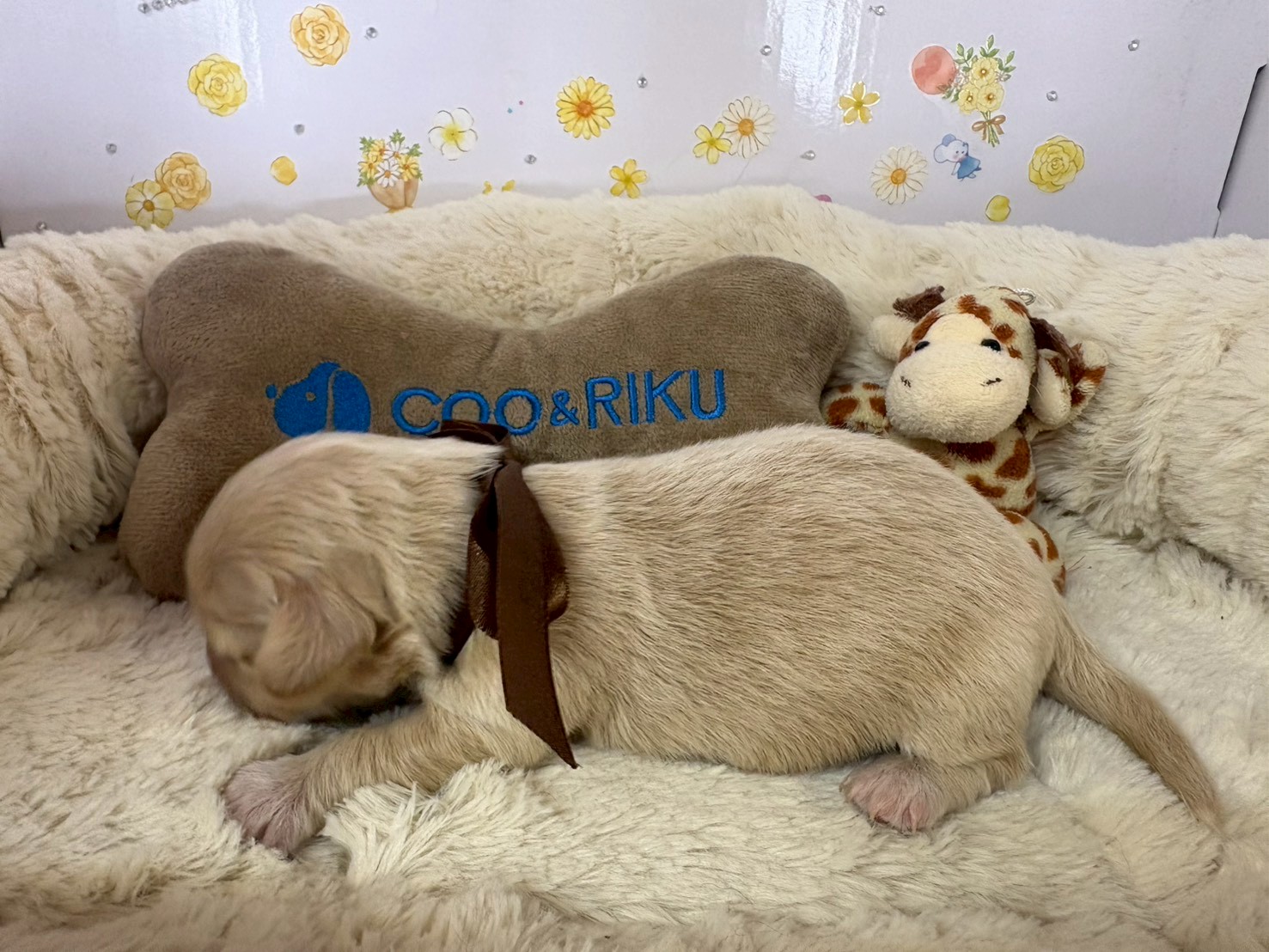 赤ちゃん写真1-2
