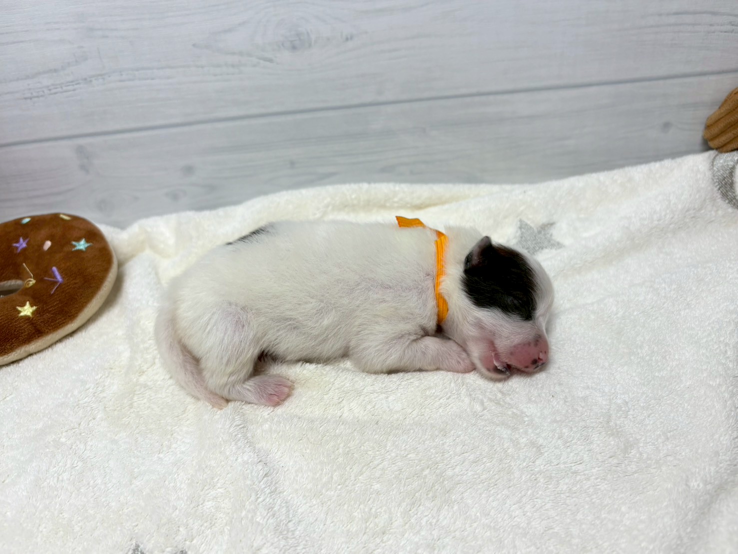 赤ちゃん写真1-2