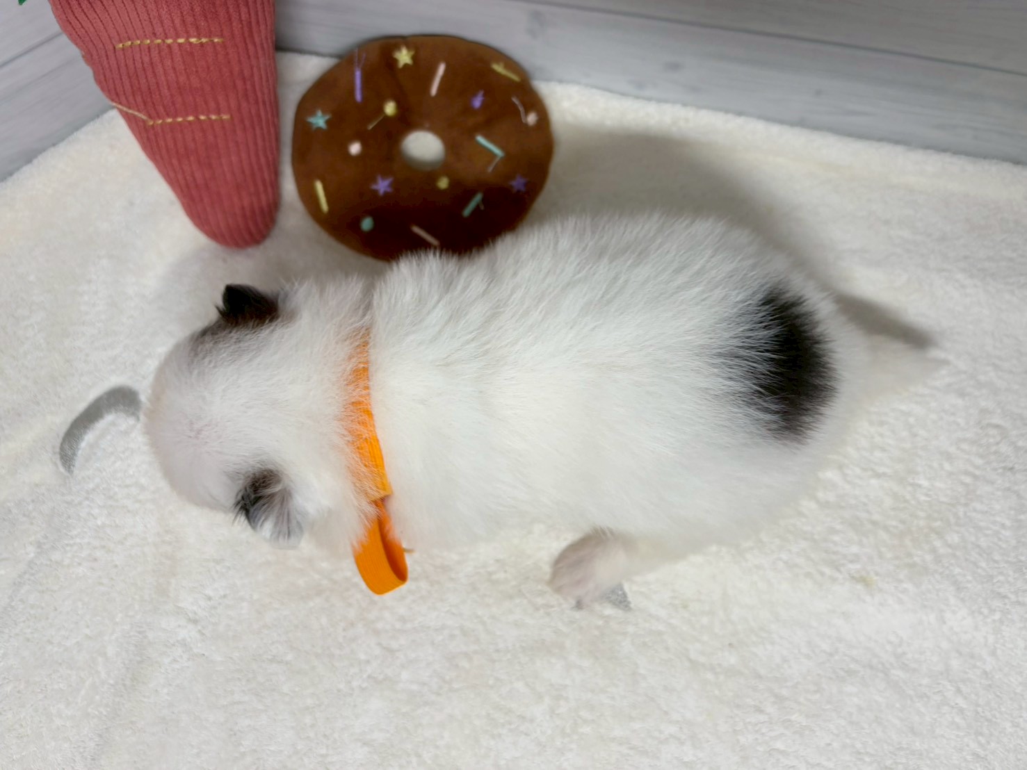 赤ちゃん写真2-3