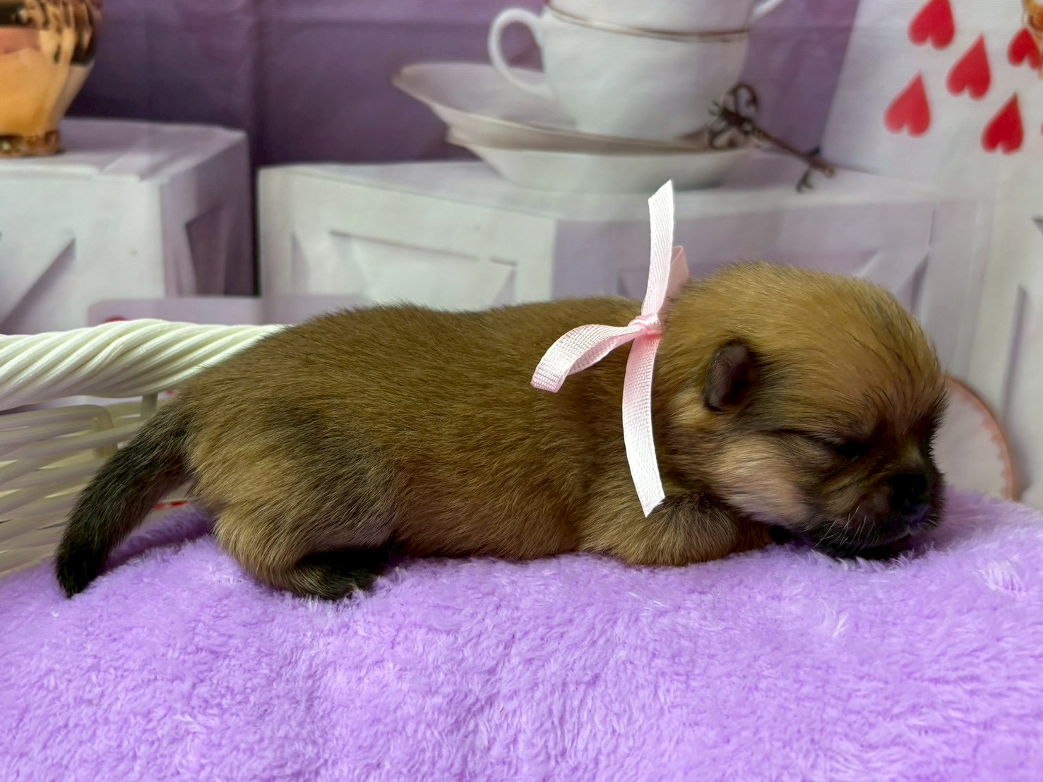 赤ちゃん写真1-2