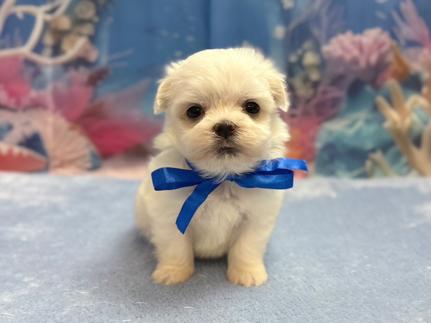 赤ちゃん写真1-1