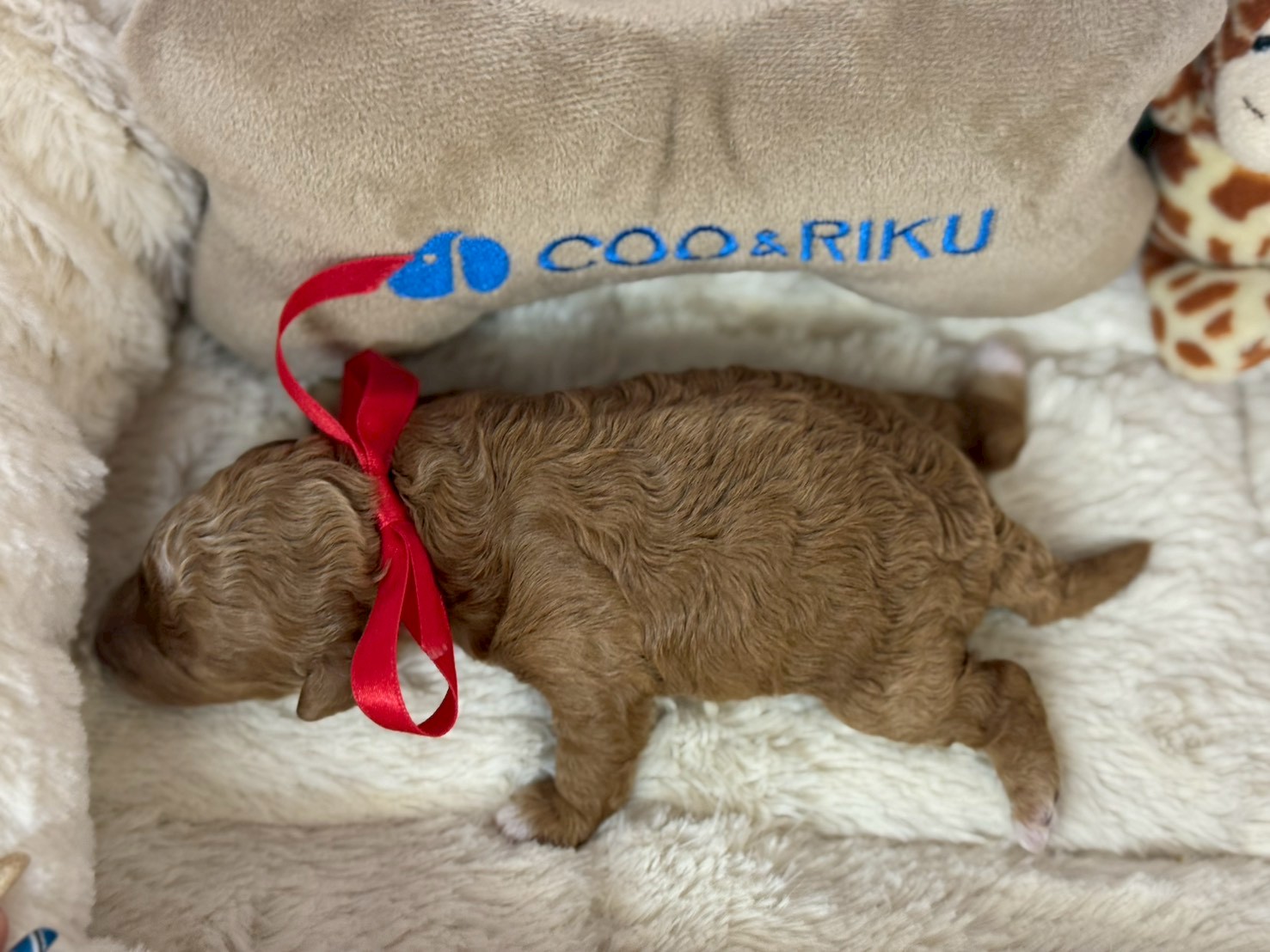 赤ちゃん写真1-3