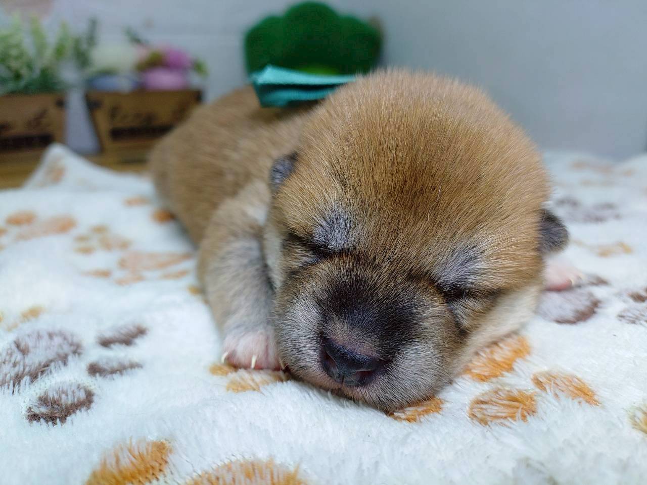 赤ちゃん写真1-1