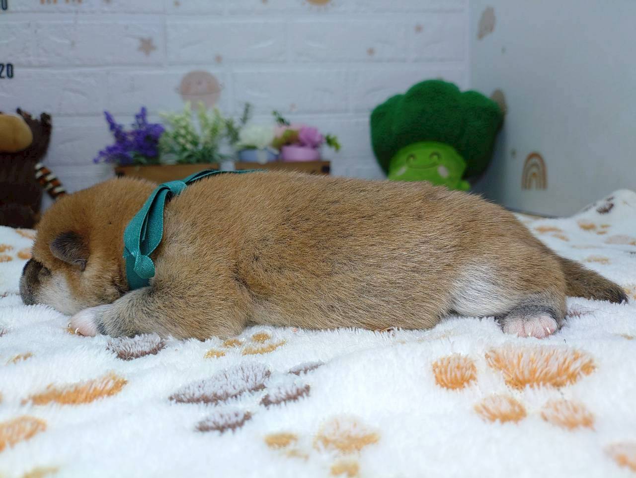 赤ちゃん写真1-2