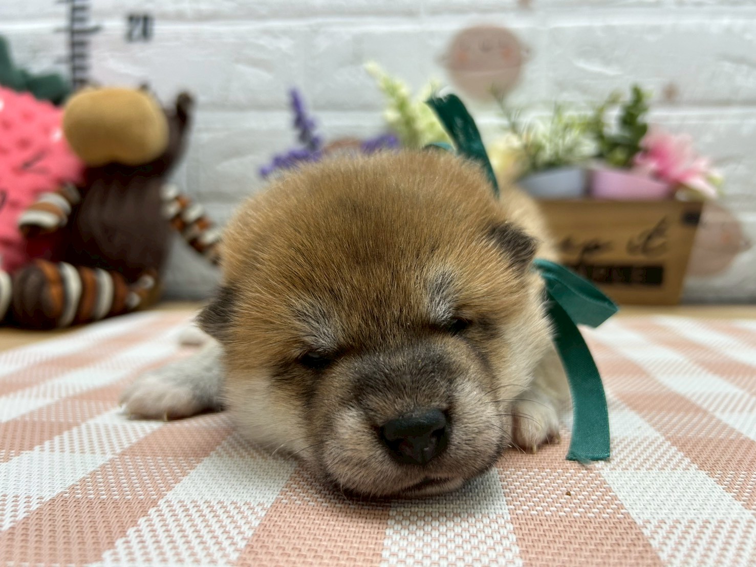赤ちゃん写真2-1