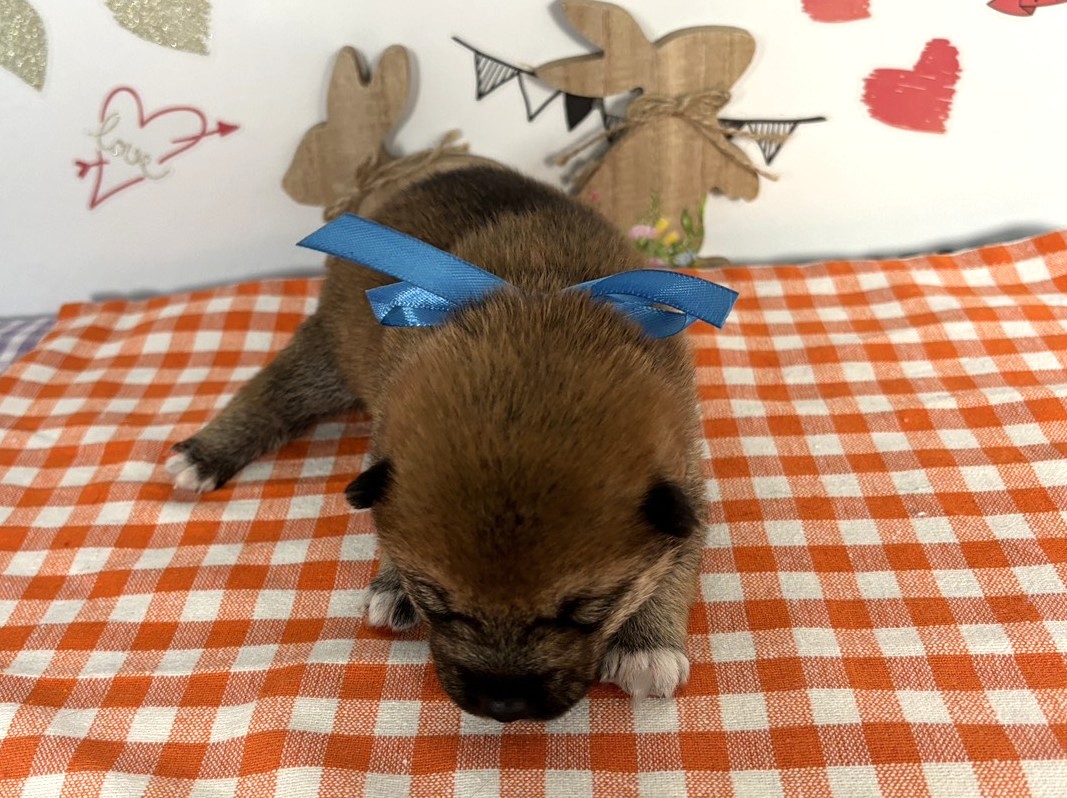 赤ちゃん写真1-1