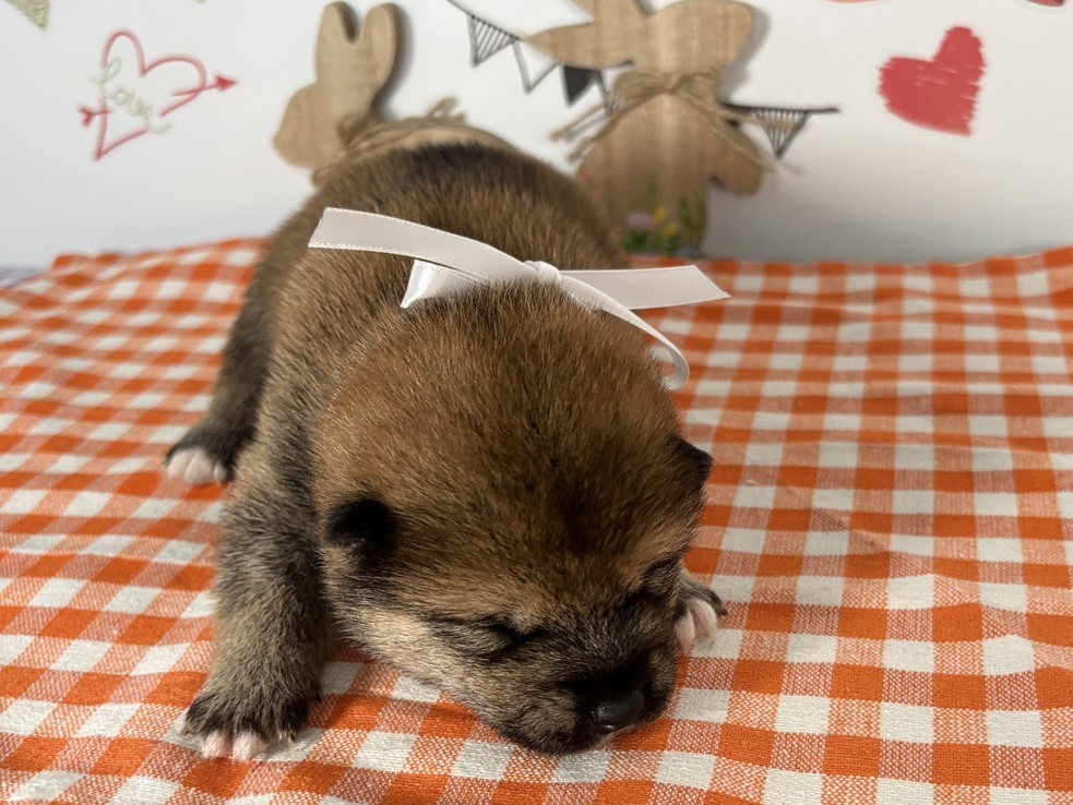 赤ちゃん写真1-1